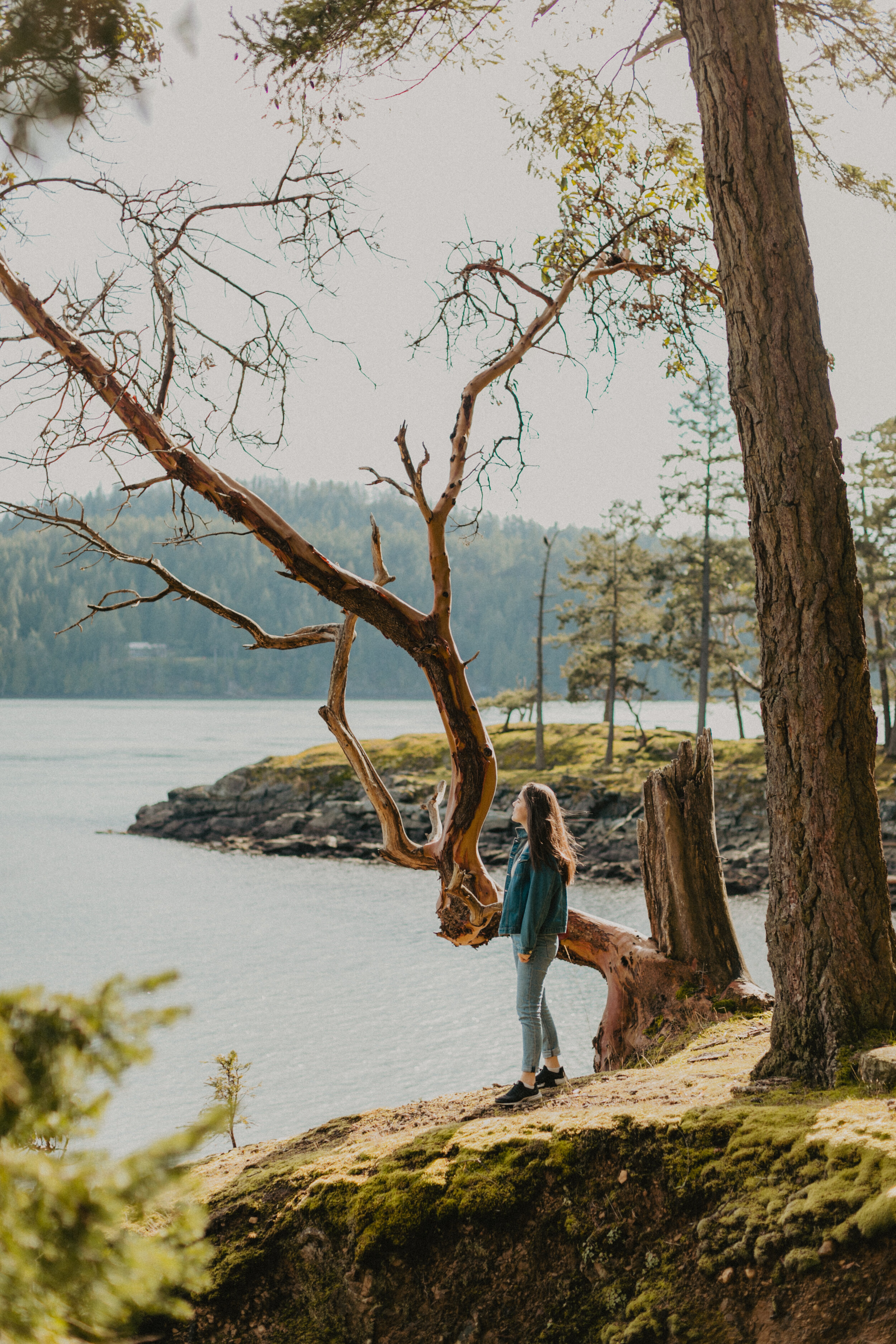 Arbutus trees on the BC Southern Gulf Islands