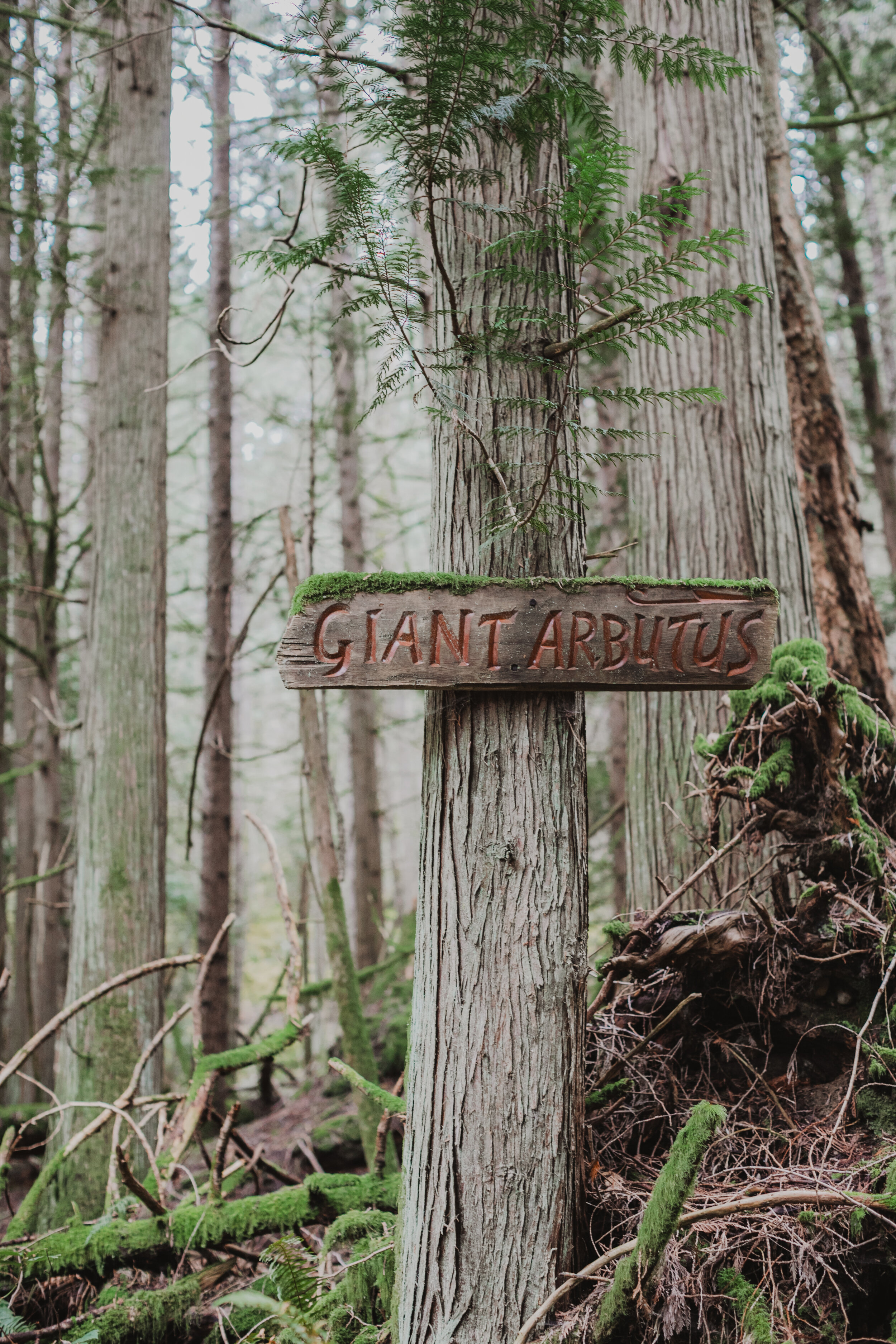 Sign for the Giant Arbutus tree on Mayne Island