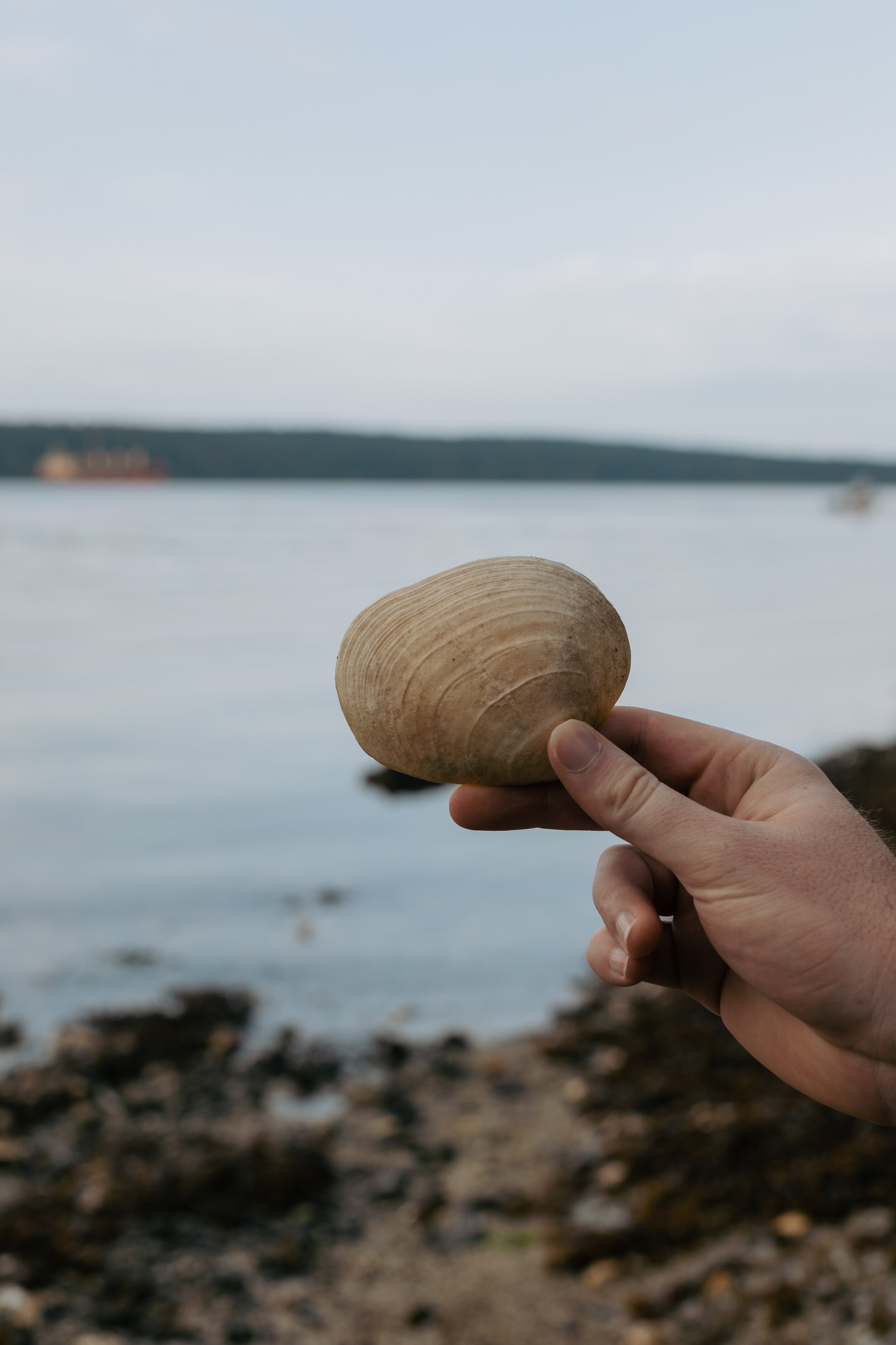 Shell near the ocean on Salt Spring