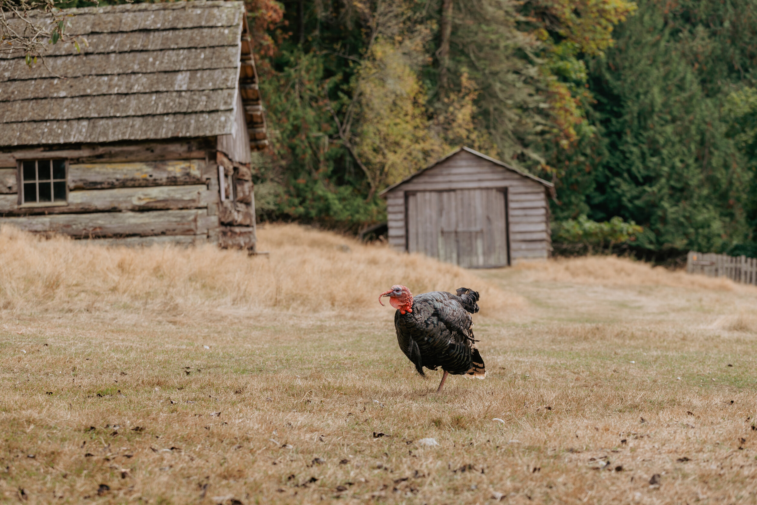 Turkey walking around at Ruckles Provincial Park