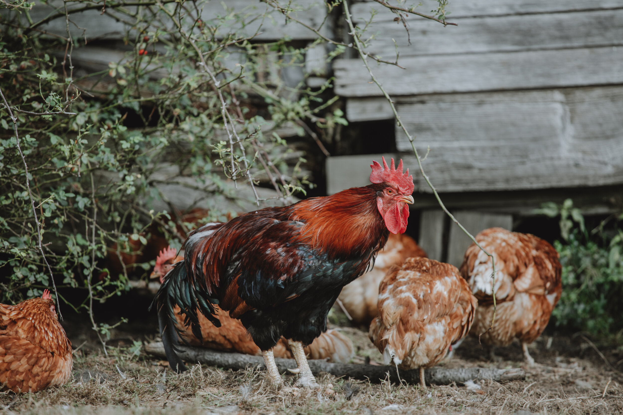 Roosters and chickens in Ruckle Provincial Park on Salt Spring Island