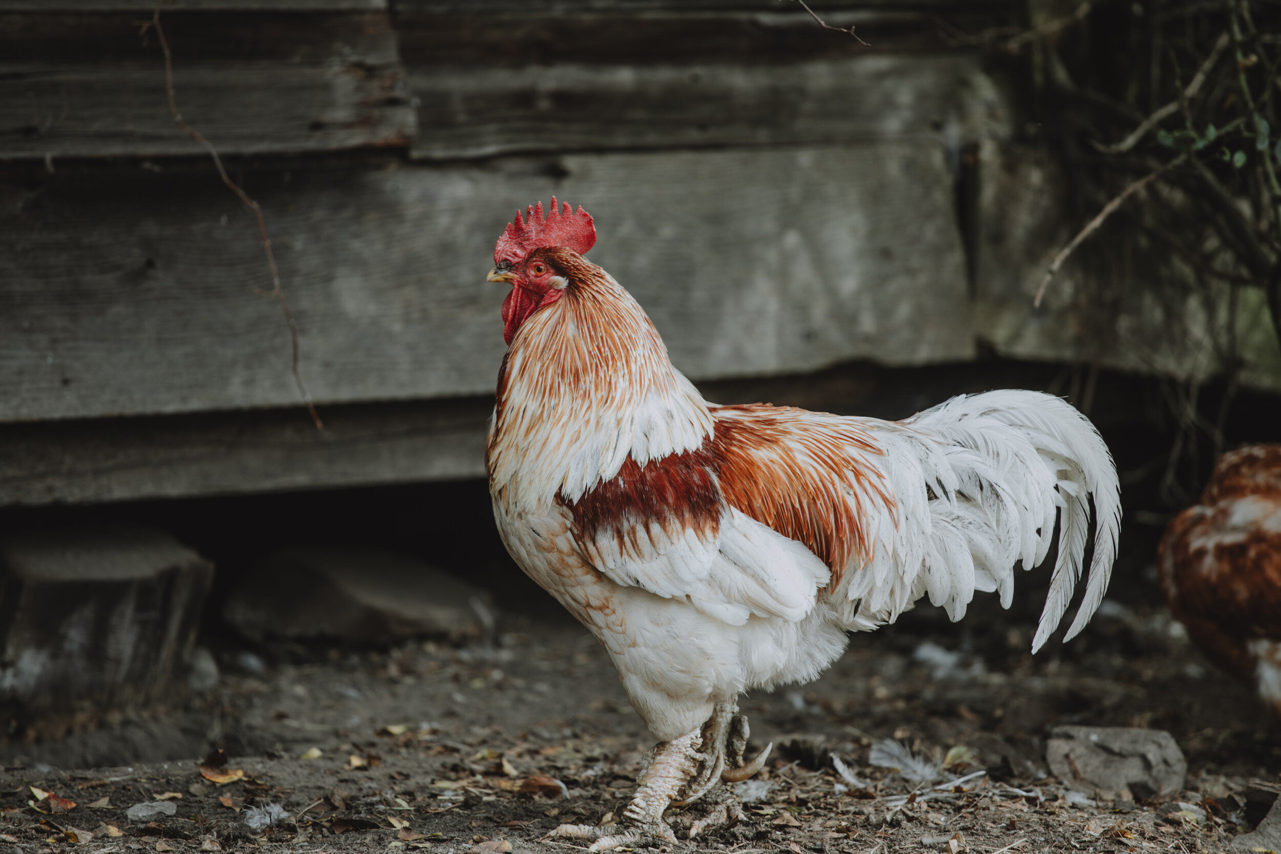 Close-up of a rooster at Ruckles Provincial Park on Salt Spring Island