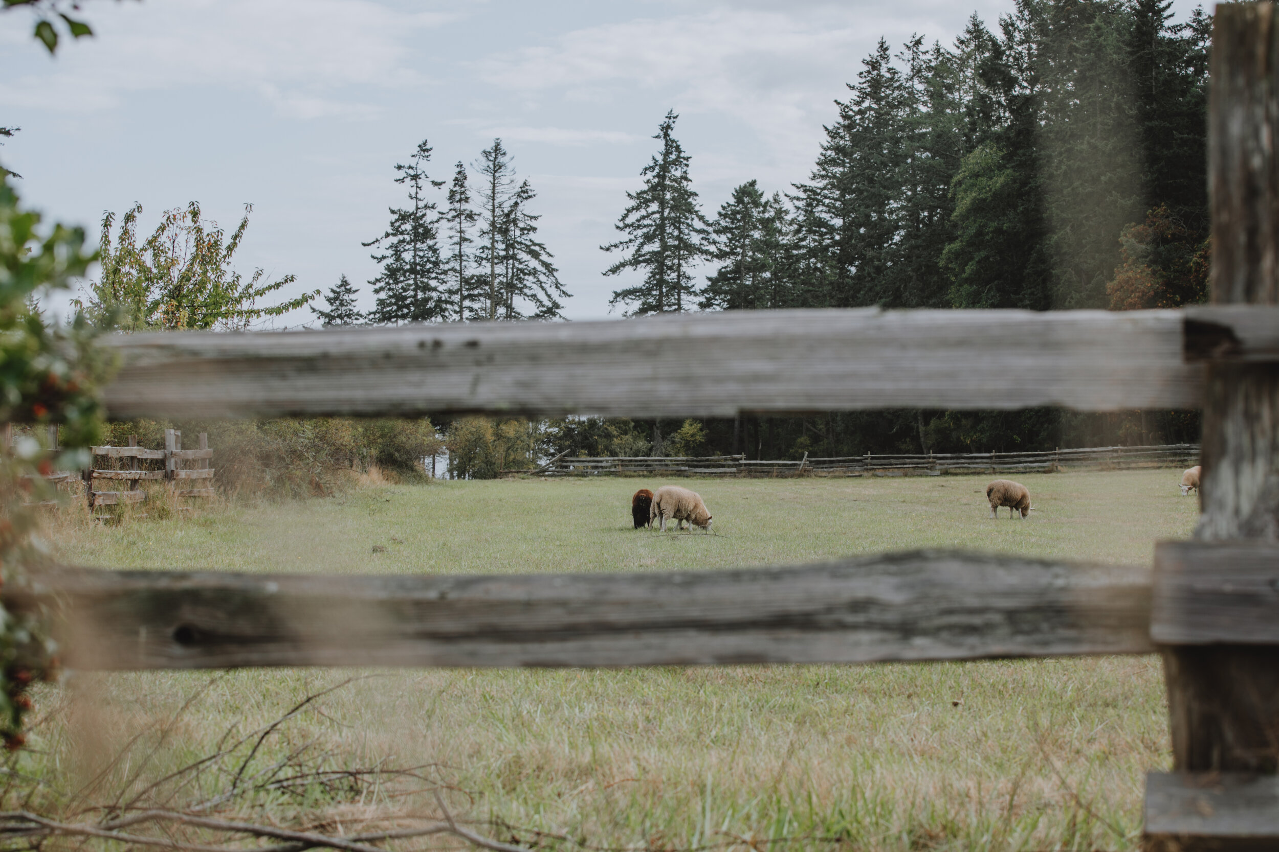Sheep at Ruckle Farm on Salt Spring Island