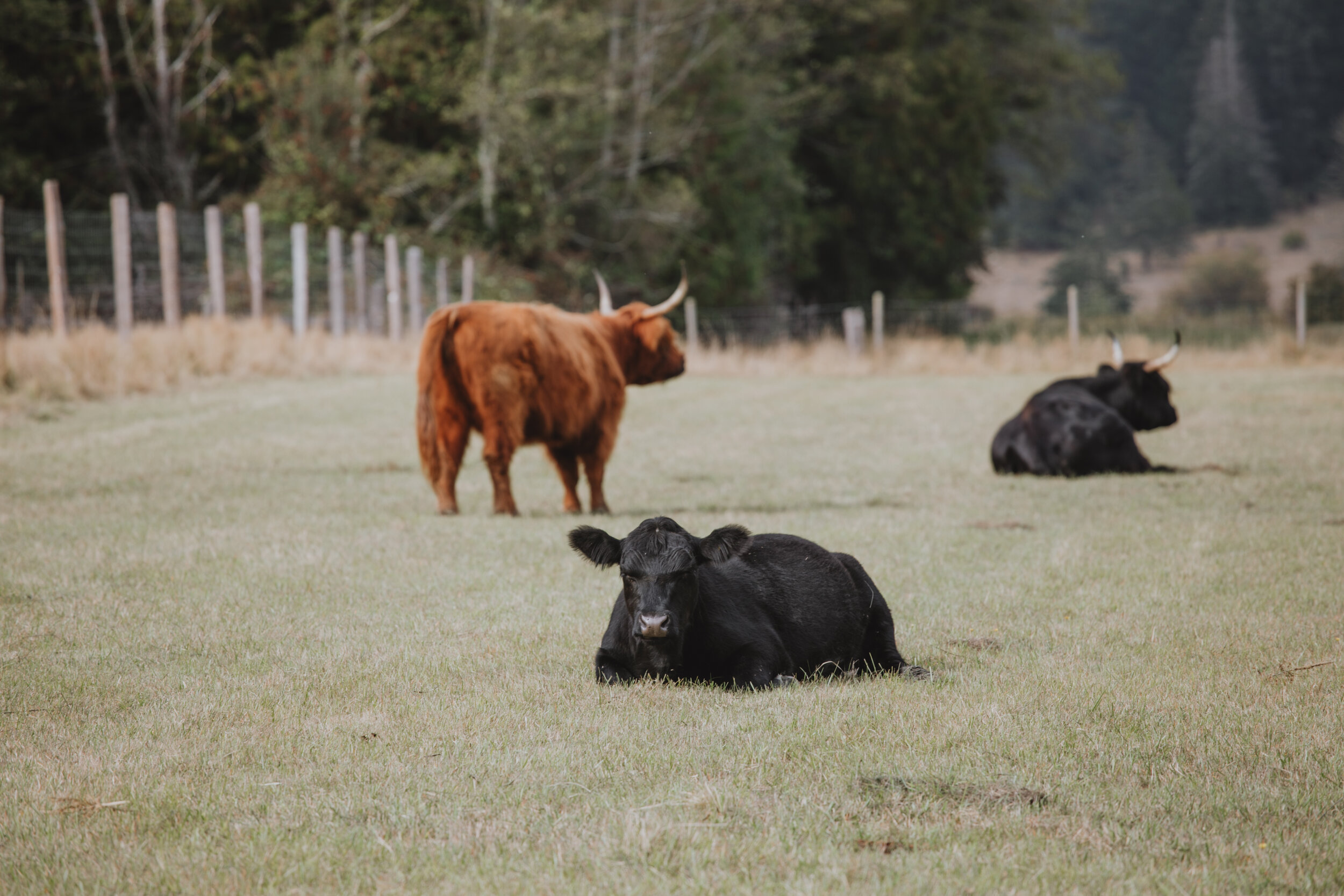 SaltSpringDay1Part2-47.jpg