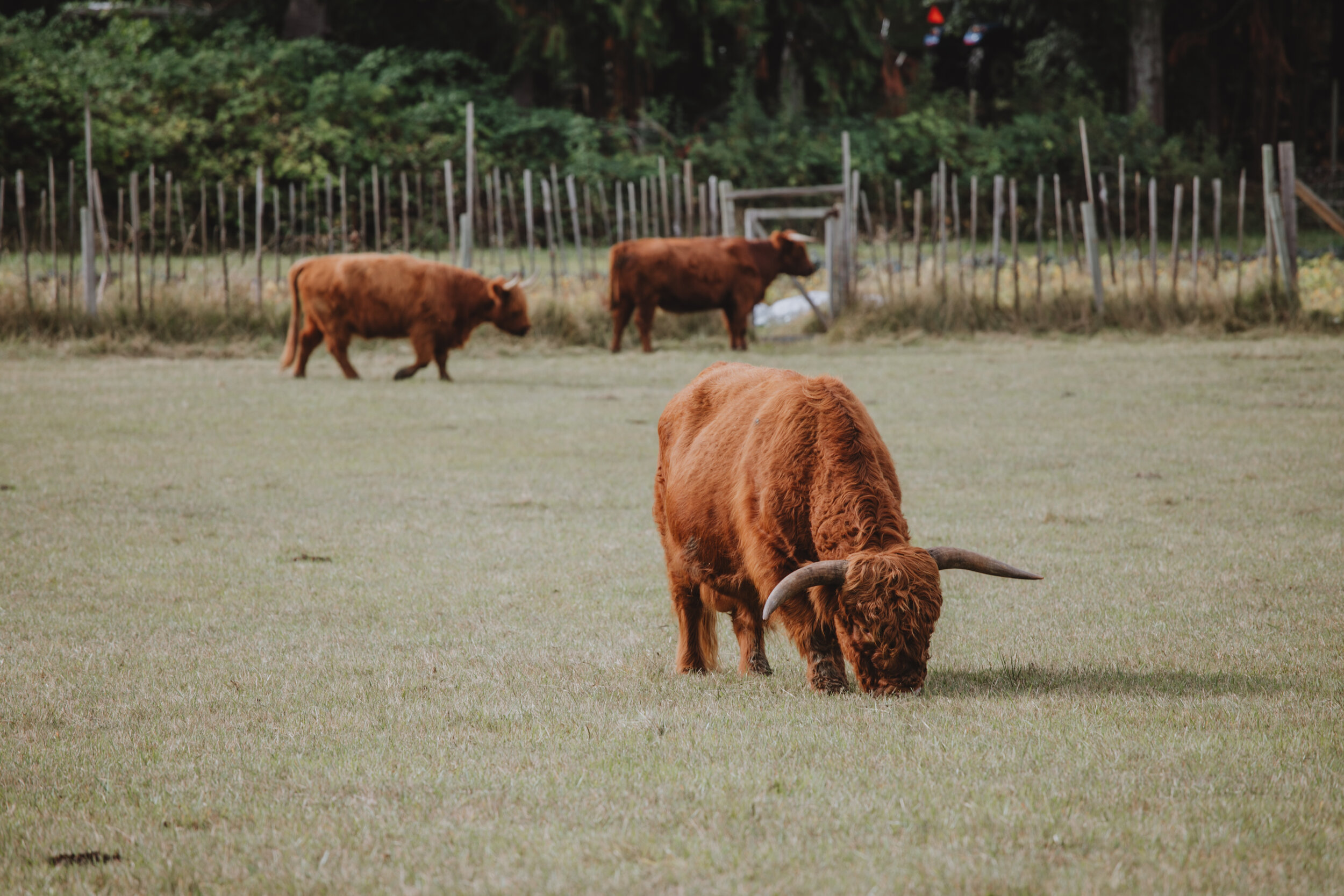 Cattle at Ruckles Farm on Salt Spring Island