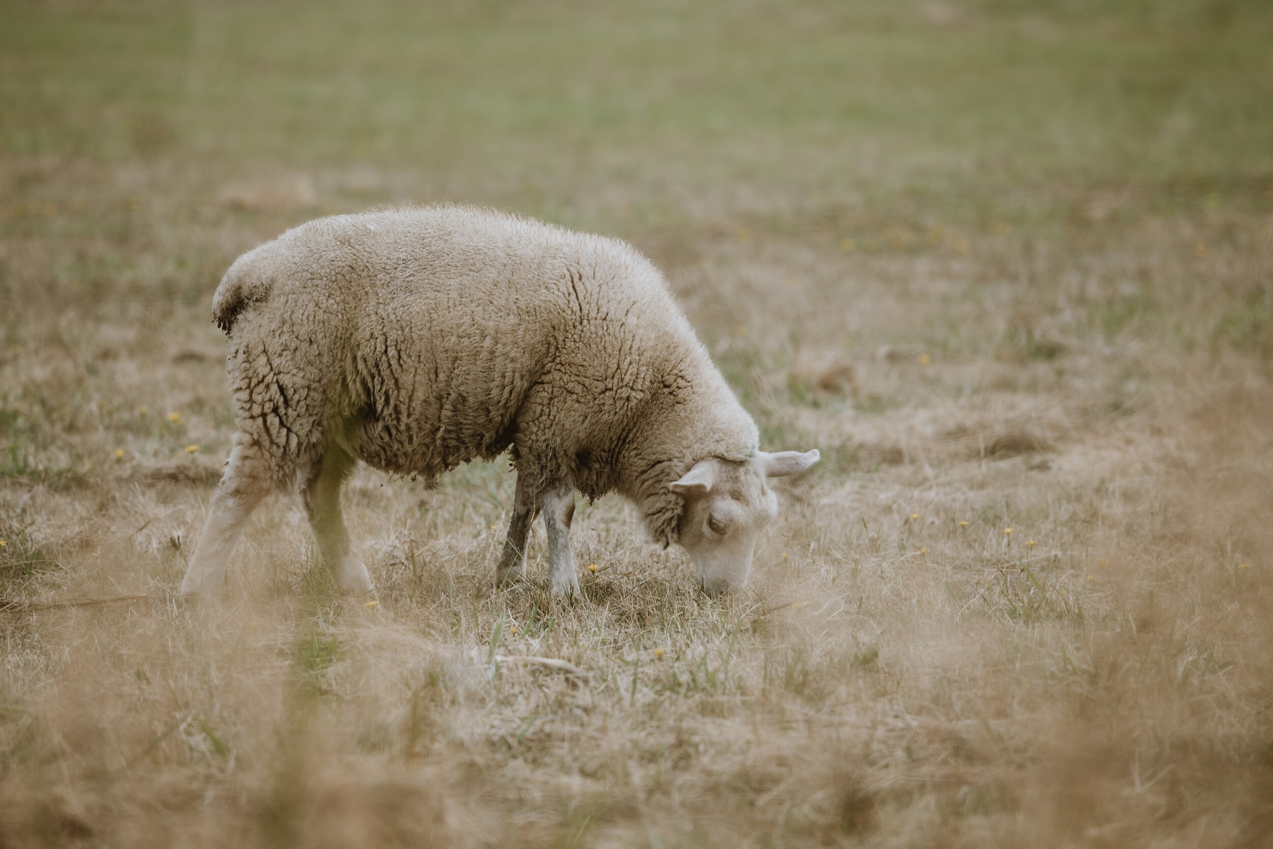 Close-up of a sheep at Ruckle Farm on Salt Spring Island