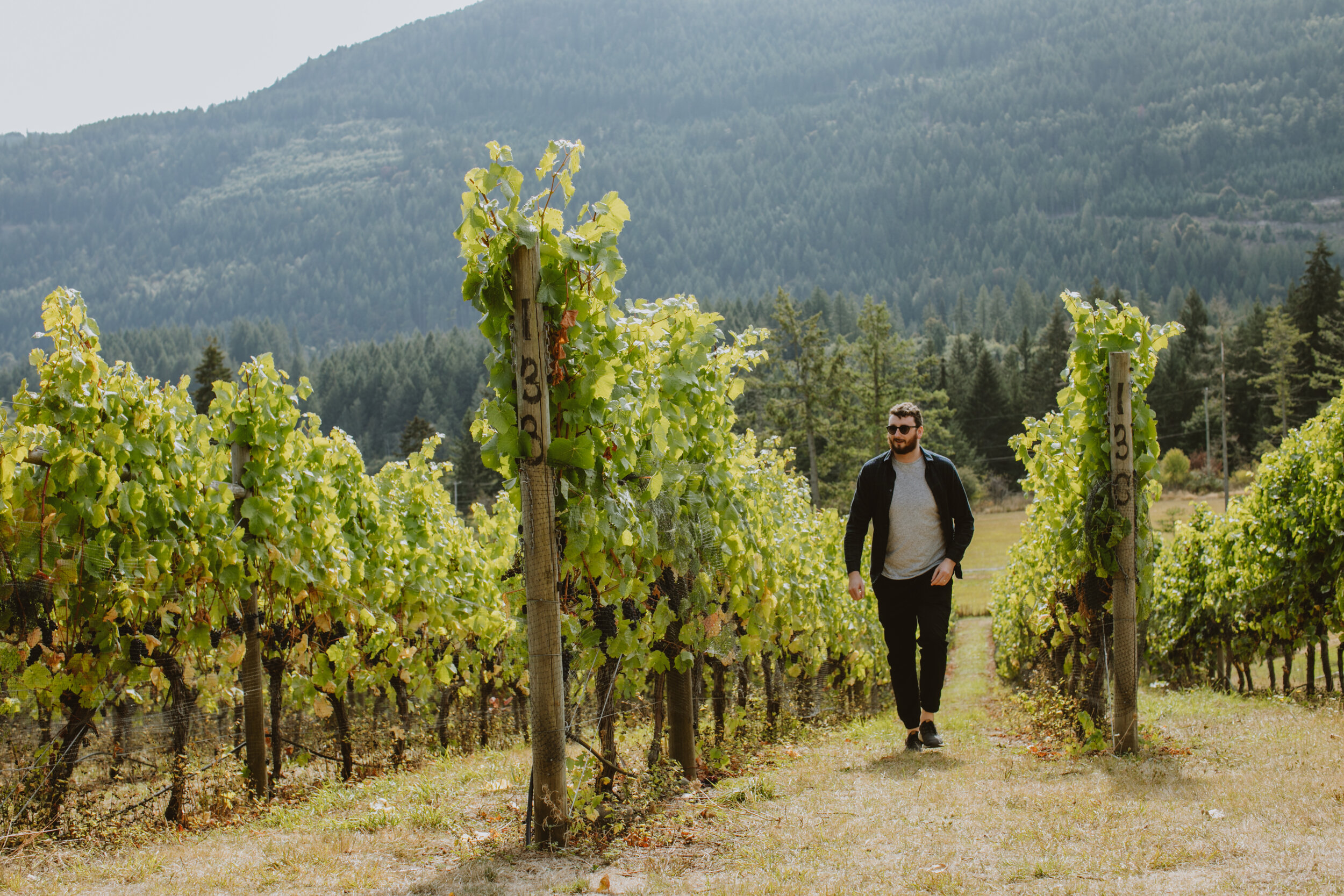 Person walking along the vineyards at Garry Oak Winery on Salt Spring Island