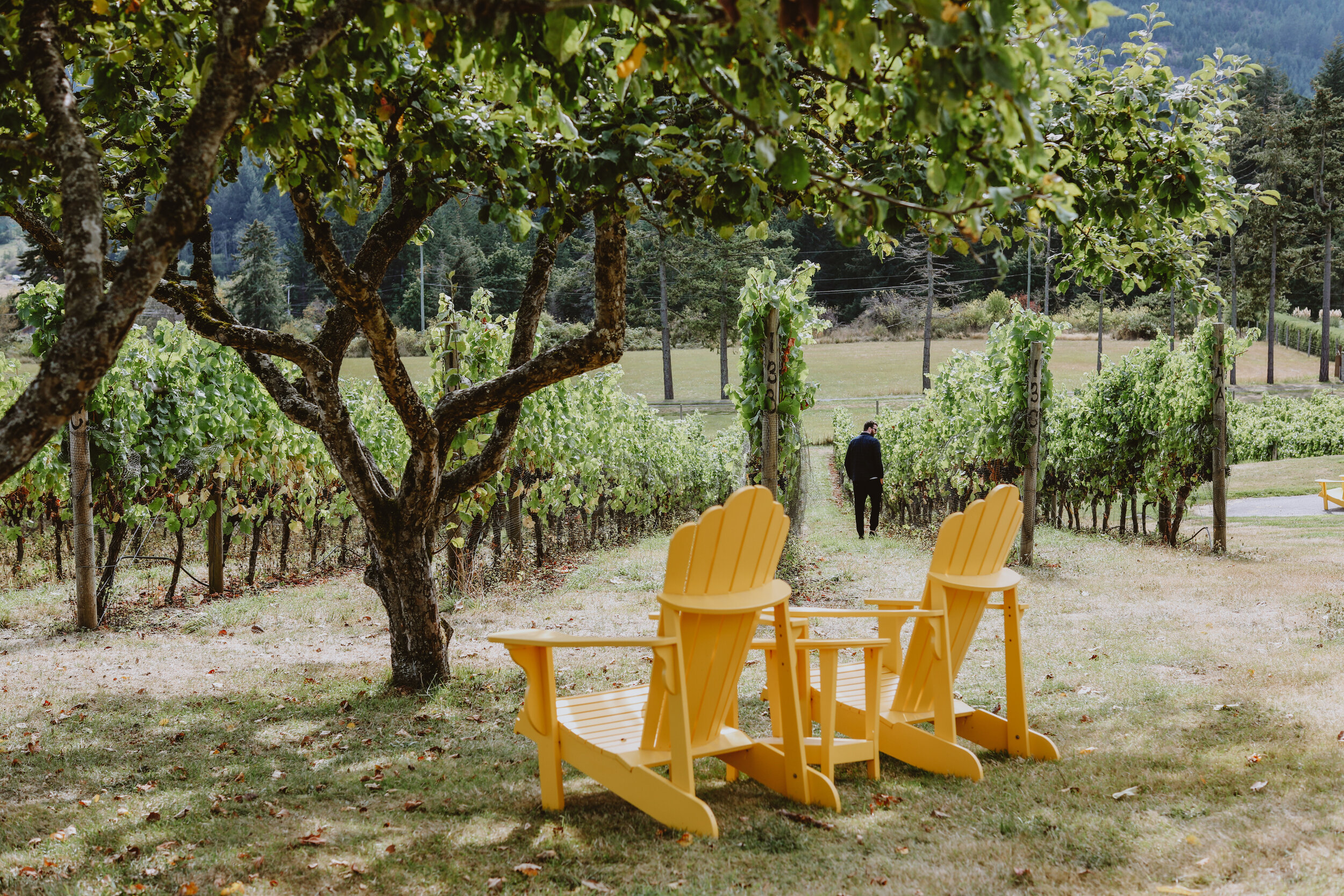 Chairs overlooking the vinyard at the Garry Oak Winery on Salt Spring Island