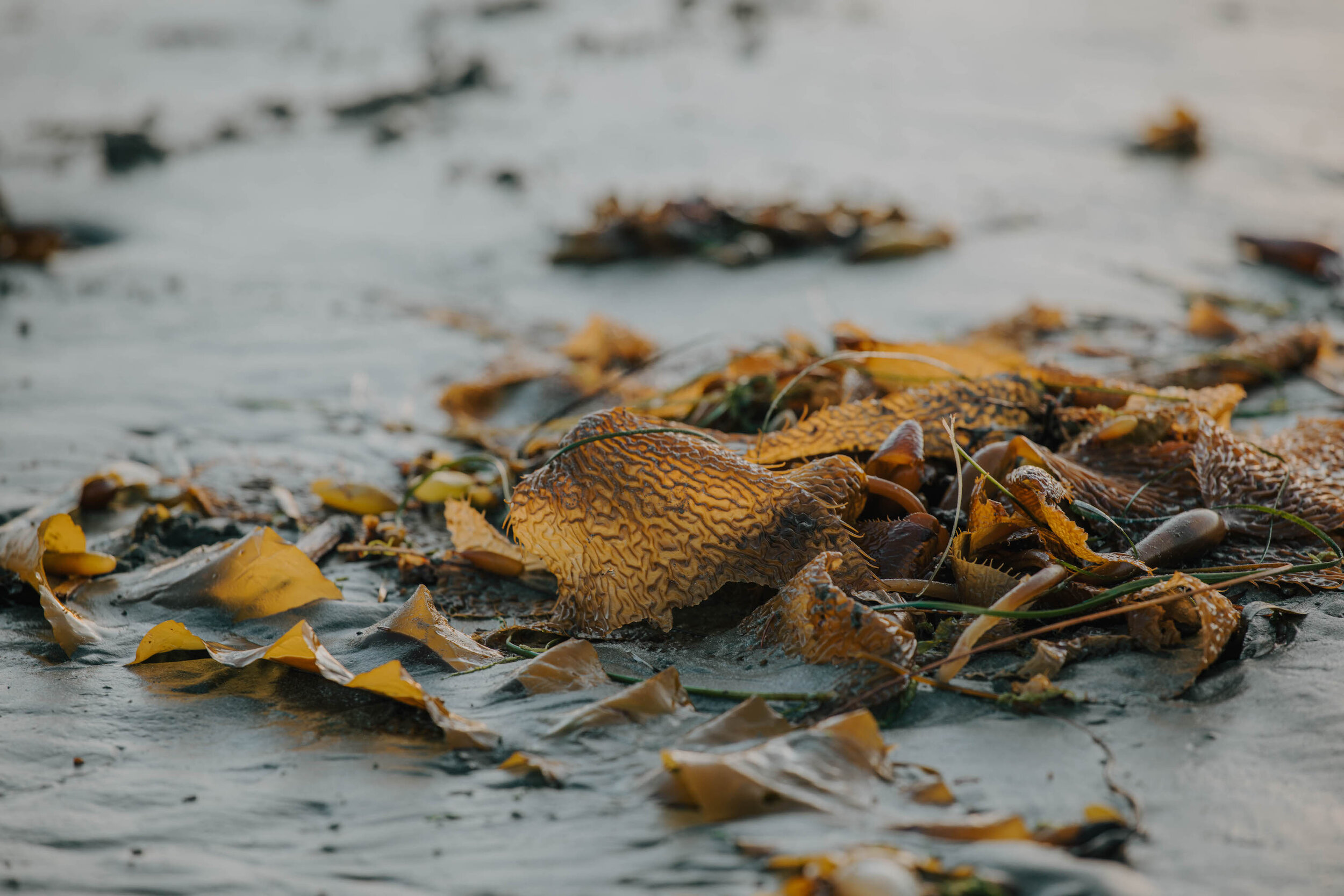 Tofino2021-143.jpg