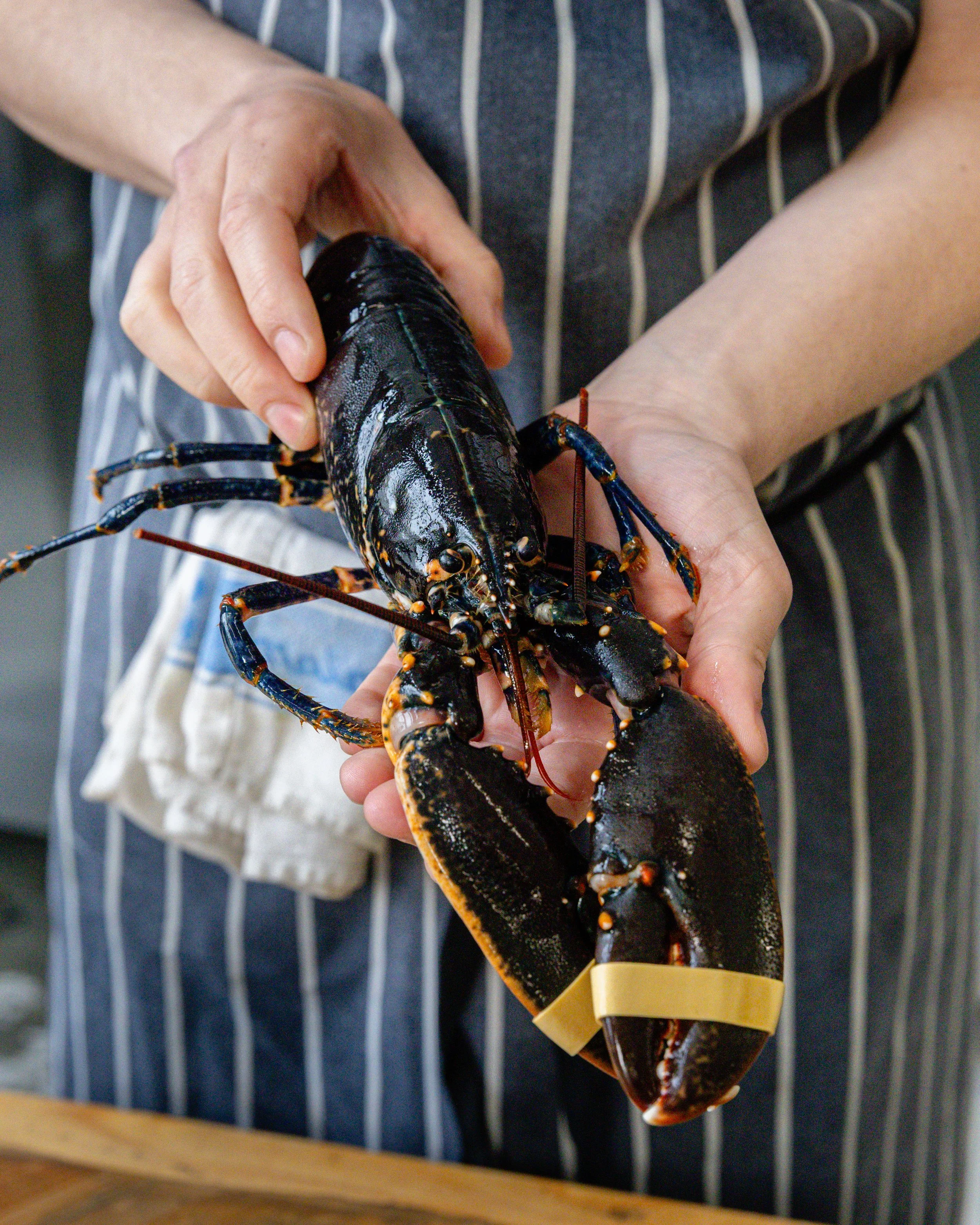 UK Lobster being held by a chef