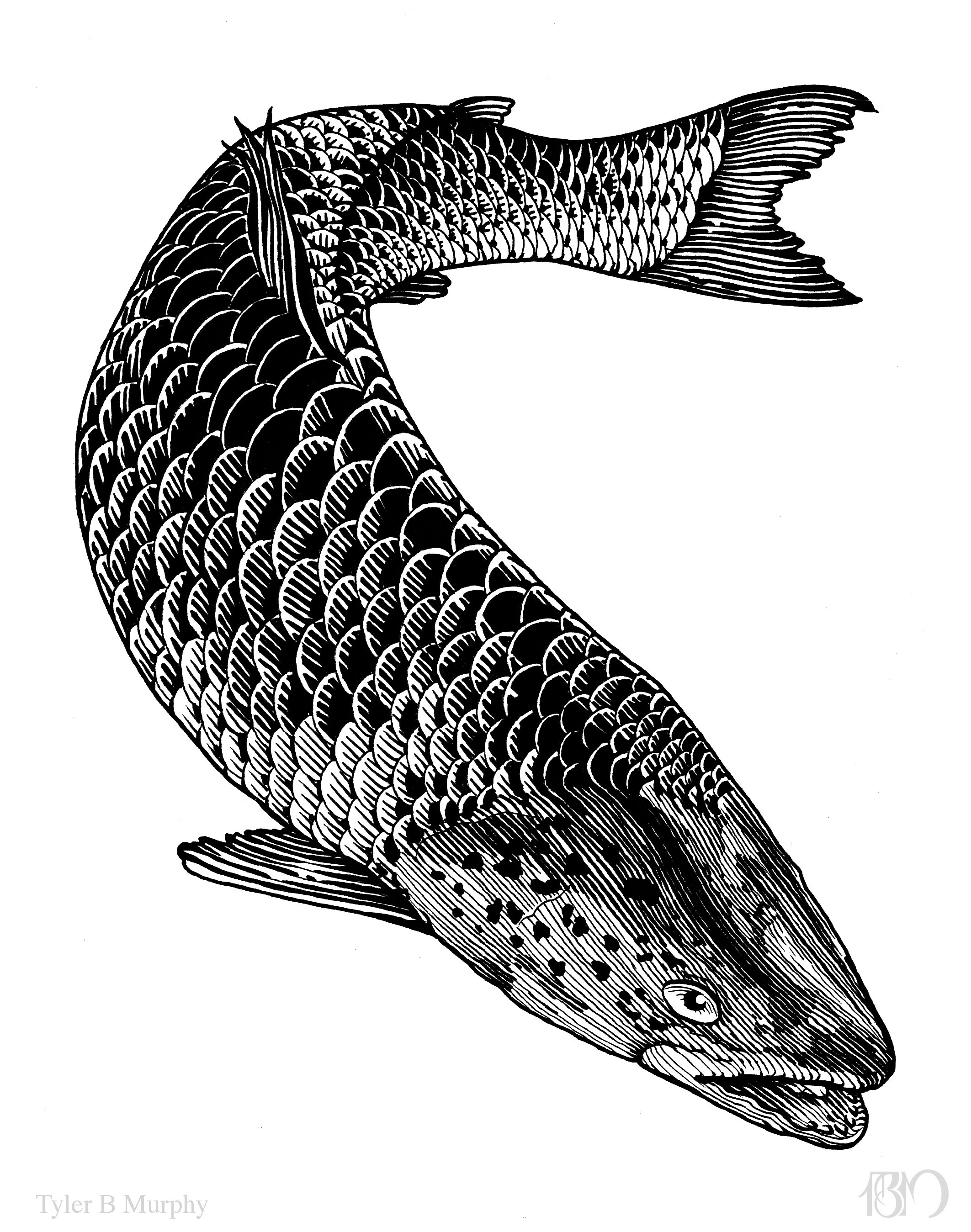 3 -Fish illustration Tyler B Murphy copy.jpg