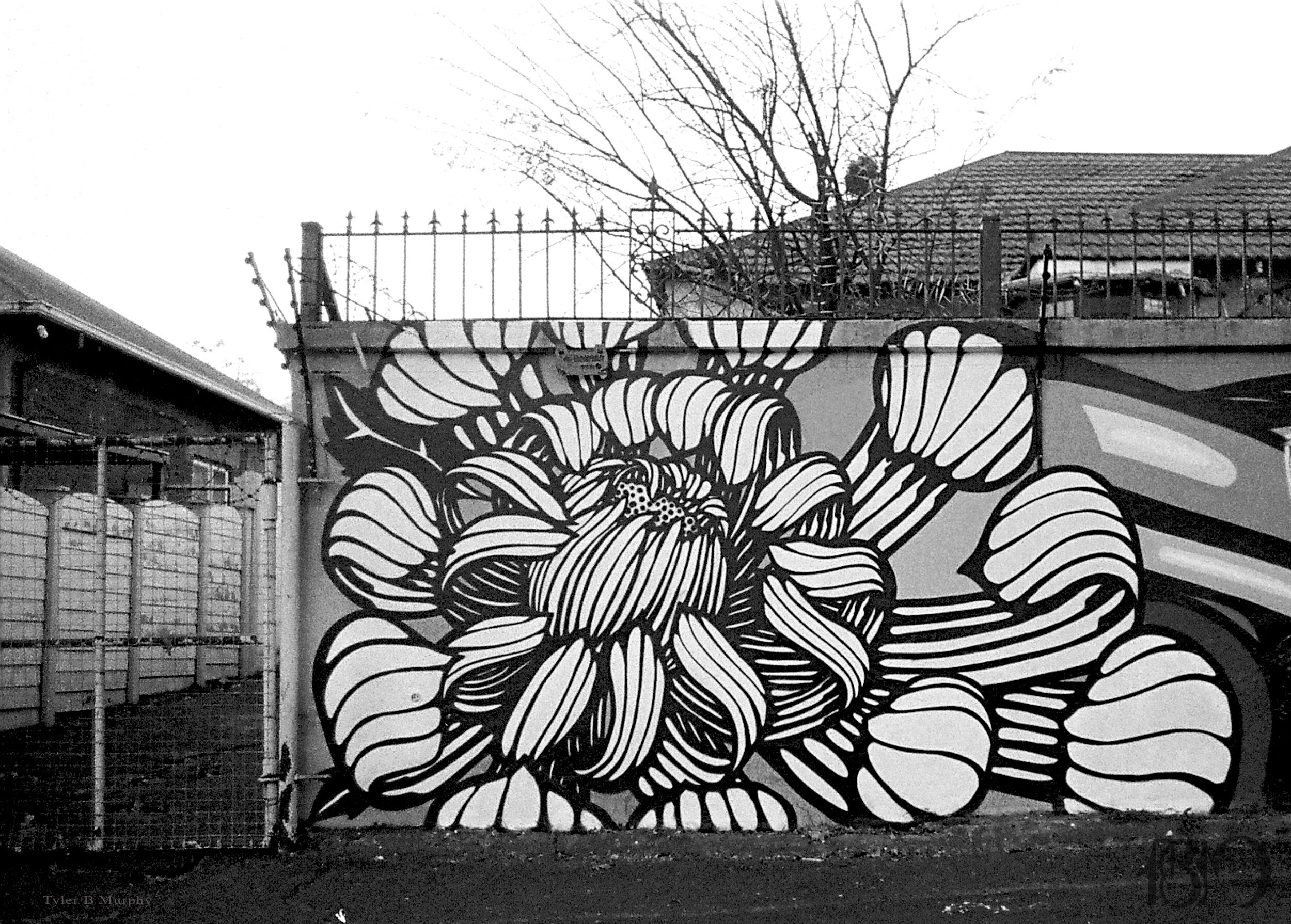 Spray painted Chrysanthemums mural Joburg Tyler B Murphy copy.jpg