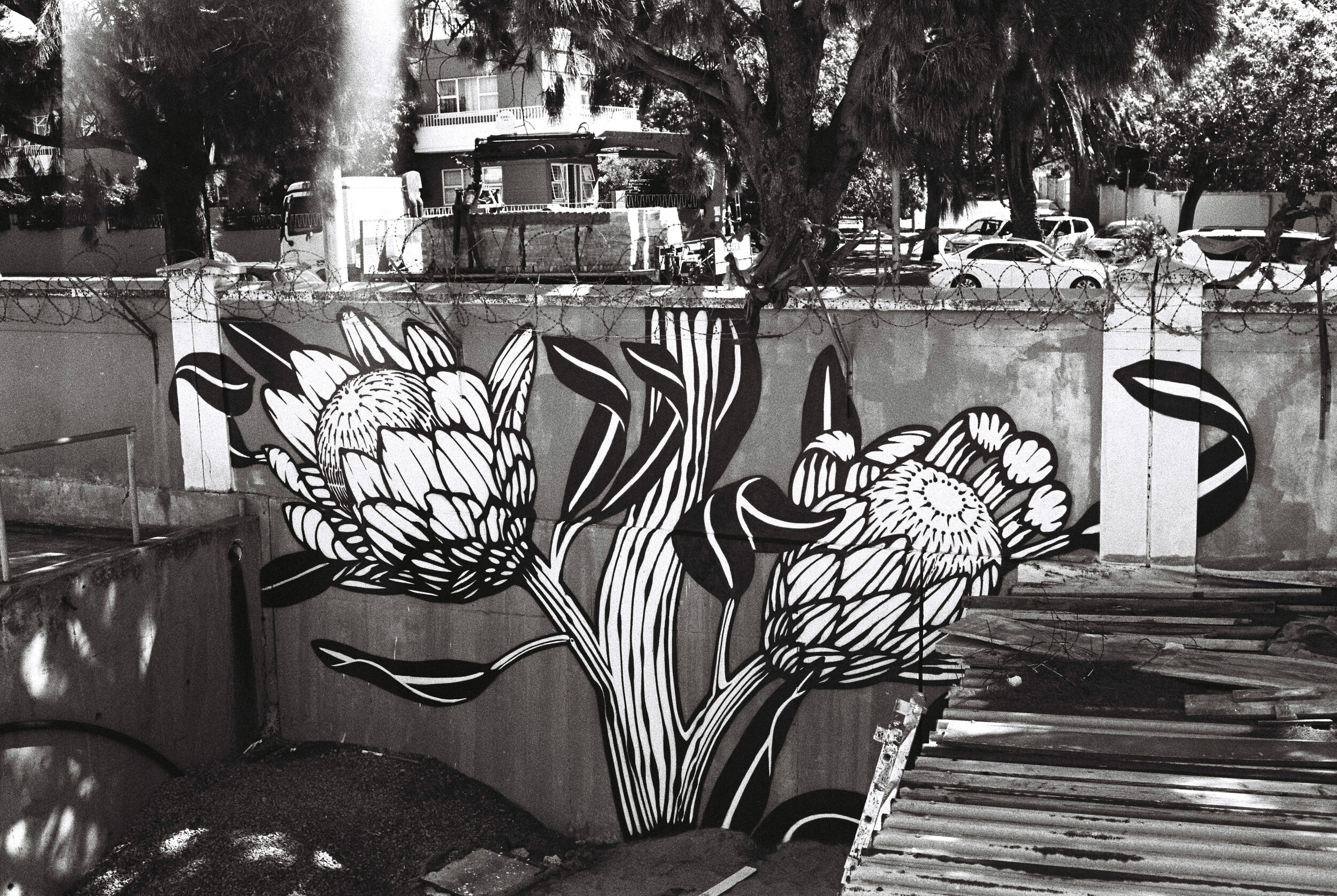 Protea mural by Tyler B Murphy 4.jpg