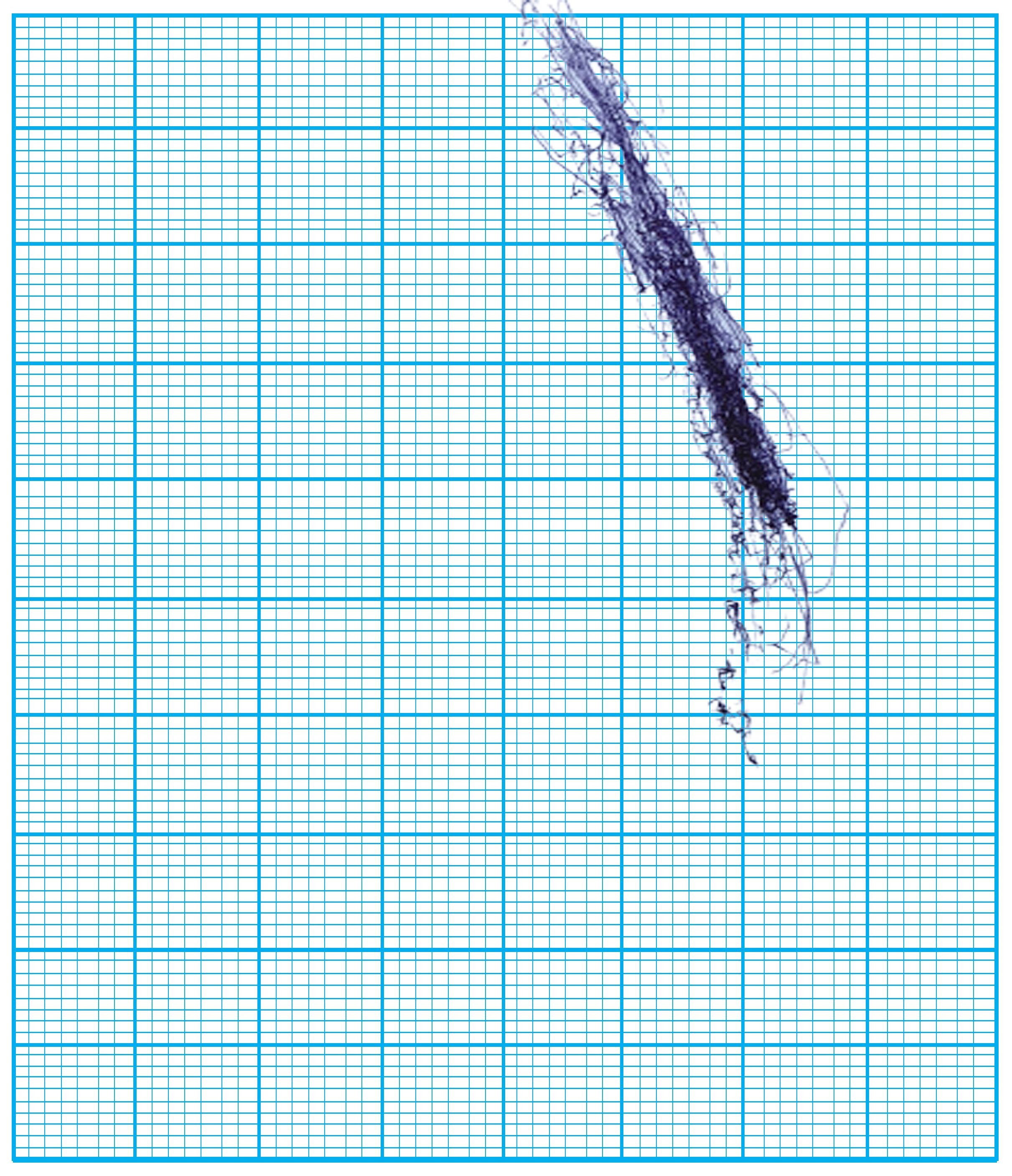 Tree: Indeterminate study #5, Digital Collage