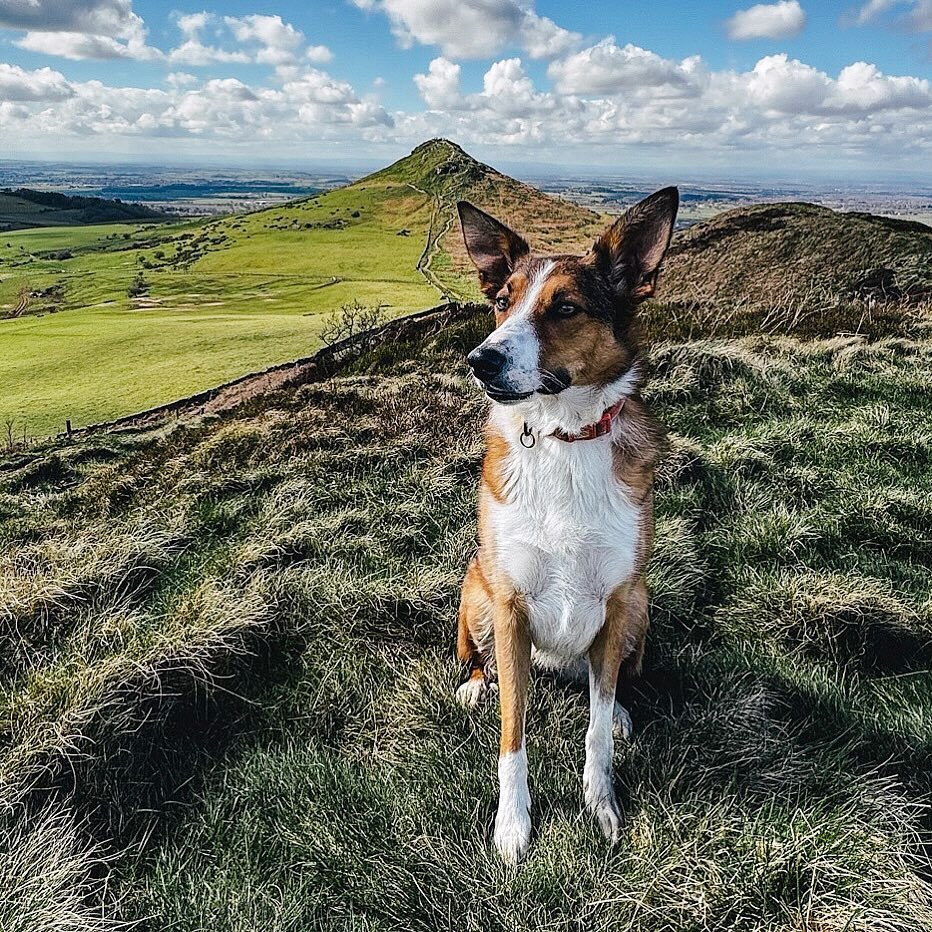 My darling floops! I&rsquo;ve been quiet with posting recently as I am feeling a lot of imposter syndrome (I really need to give myself the pep talk I give to my clients 😂) but I wanted to share this photo of my dog looking HENCH 💪🏻 Soooo, hi, bye