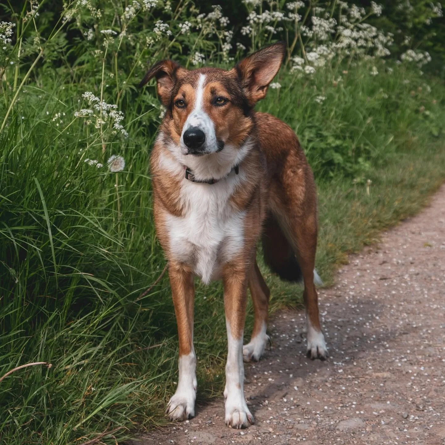 Happy 4th birthday to this slice of fried gold 🦊💕 The most precious girly in the land.