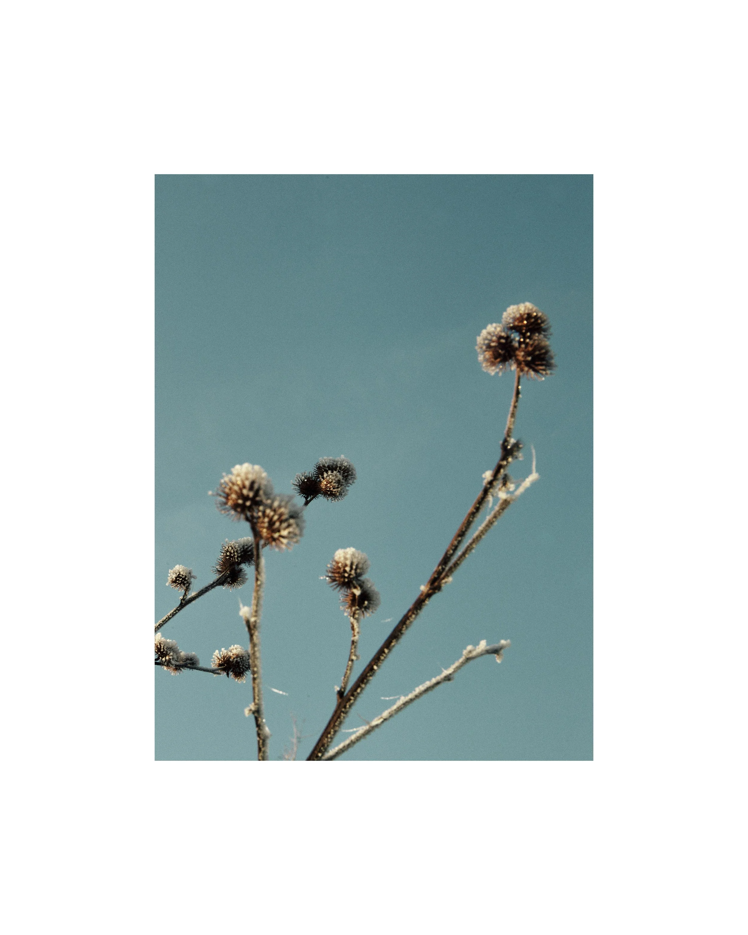 mark-hilton-thistle-still-life-london-photographer 4x5.jpg