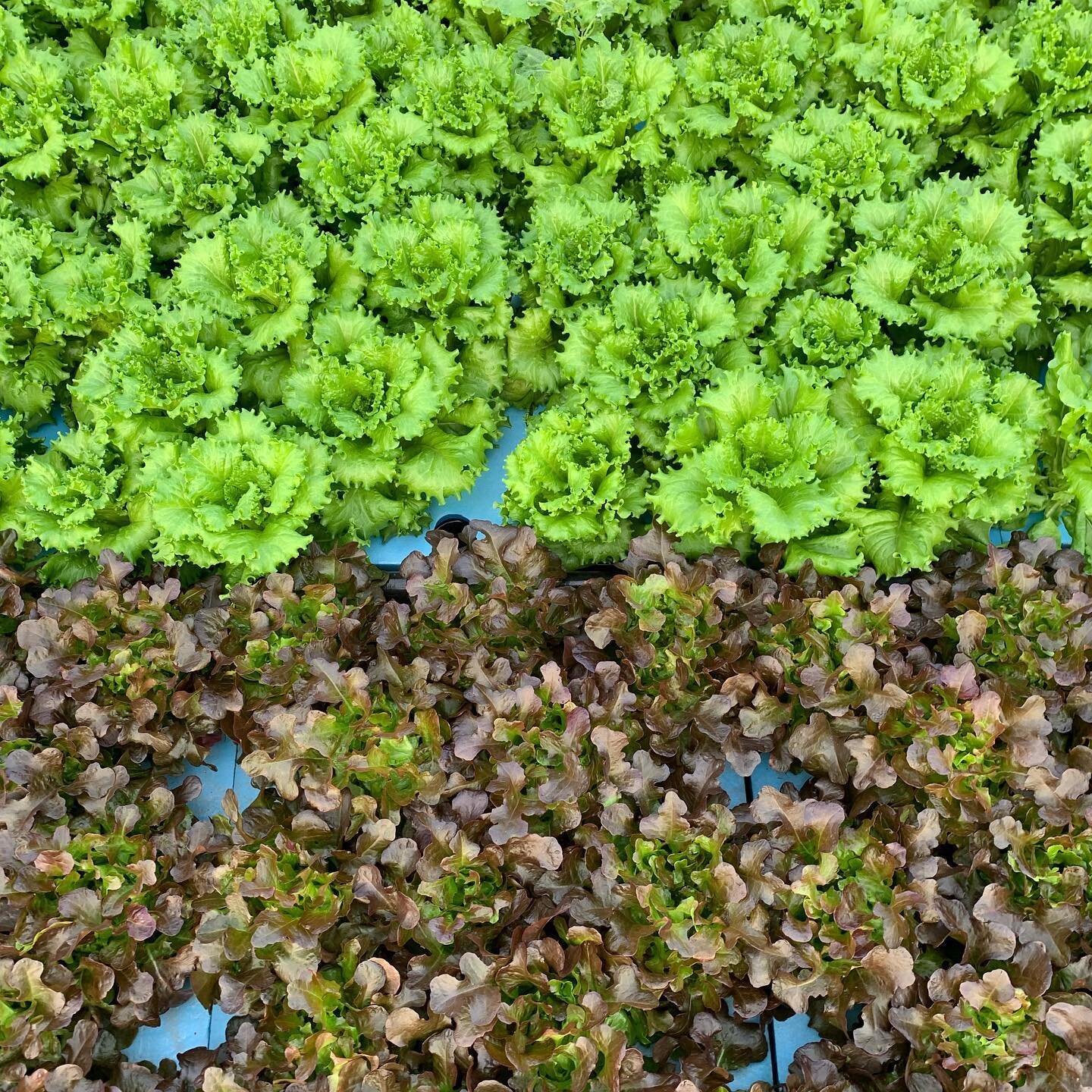 Take your pick. 
#VMDagro
#aquaponics