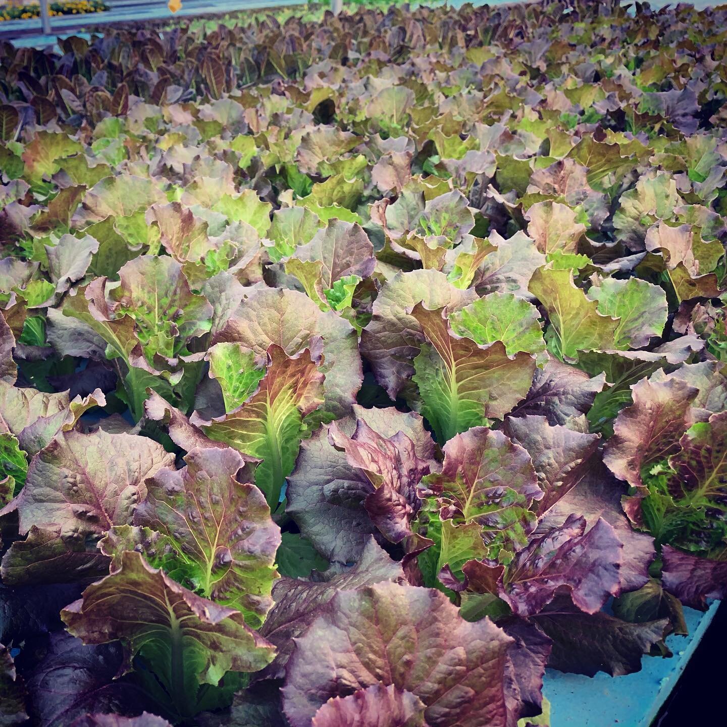 Some of our Red Summer Crisp Lettuce. #aquaponics #VMDagro