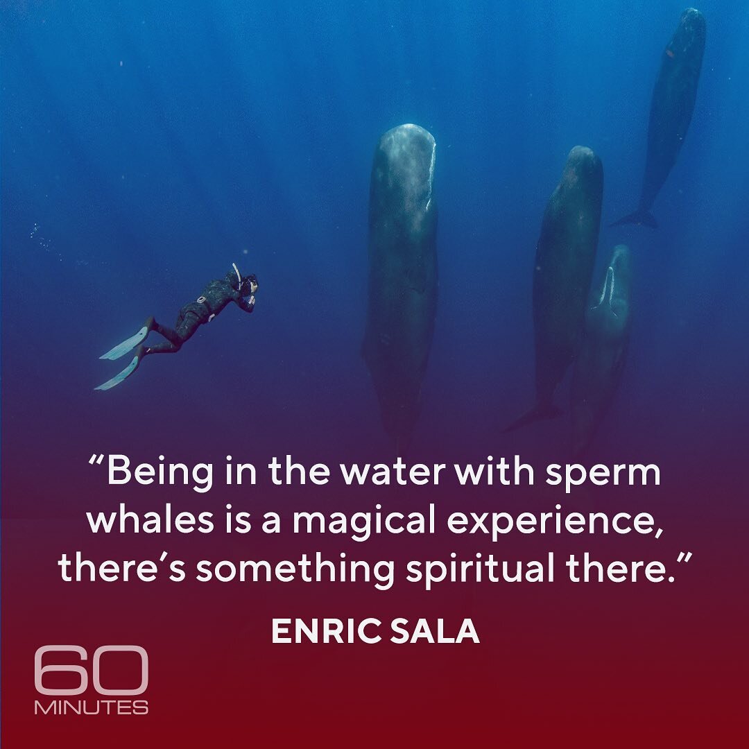 &ldquo;The sense of awe and wonder is unavoidable when you are in the water with these gentle giants,&rdquo; conservationist Enric Sala said of sperm whales. He&rsquo;s spent thousands of hours underwater as an explorer.