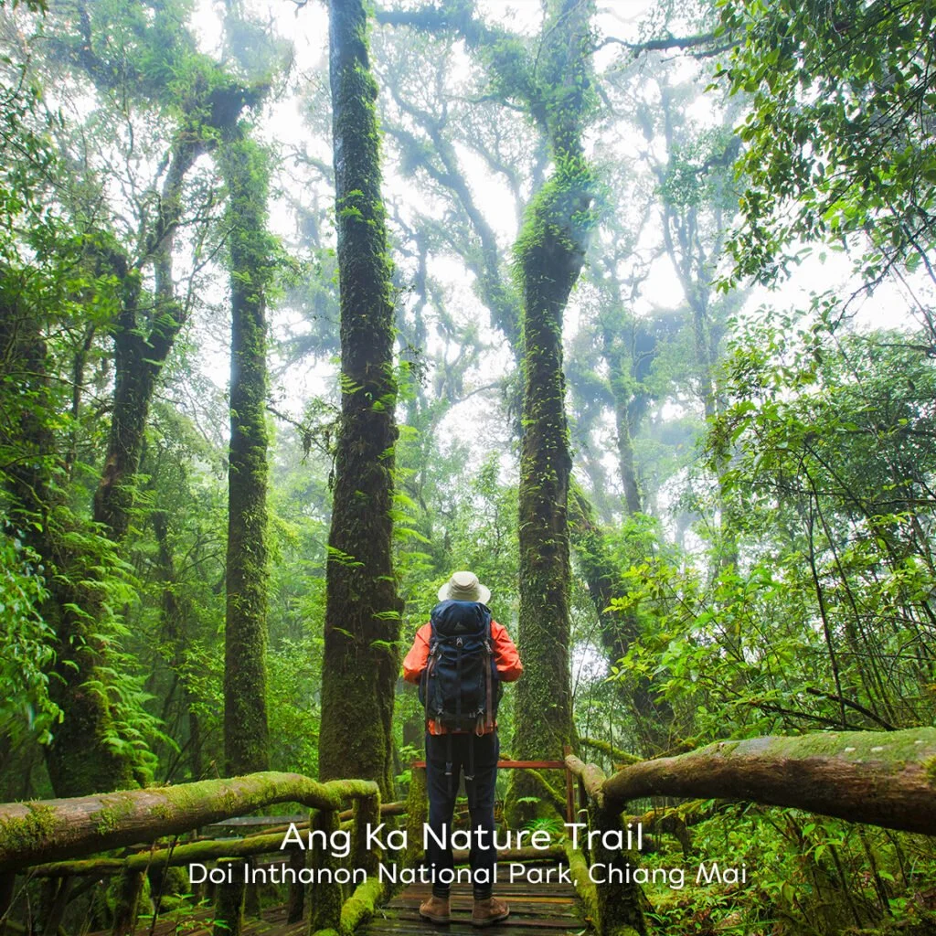 Ang-Ka-Nature-Trail-Doi-Inthanon-National-Park-Chiang-Mai-1024x1024.jpg