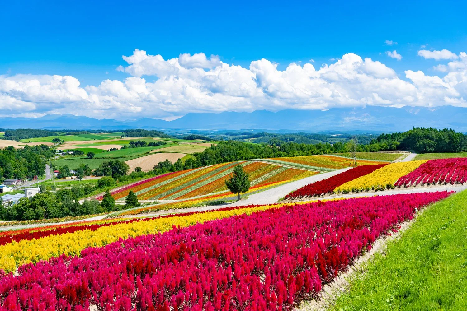 Biei, Hokkaido.jpg