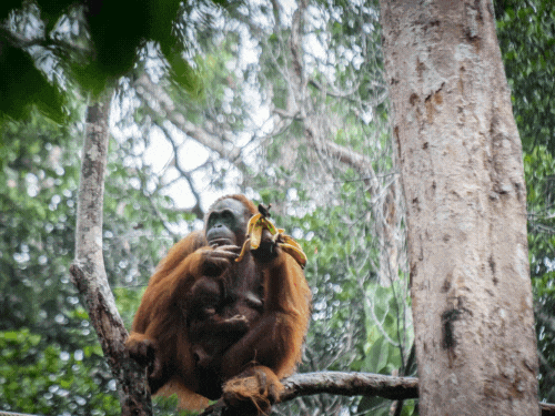 Responsible Tourism.gif