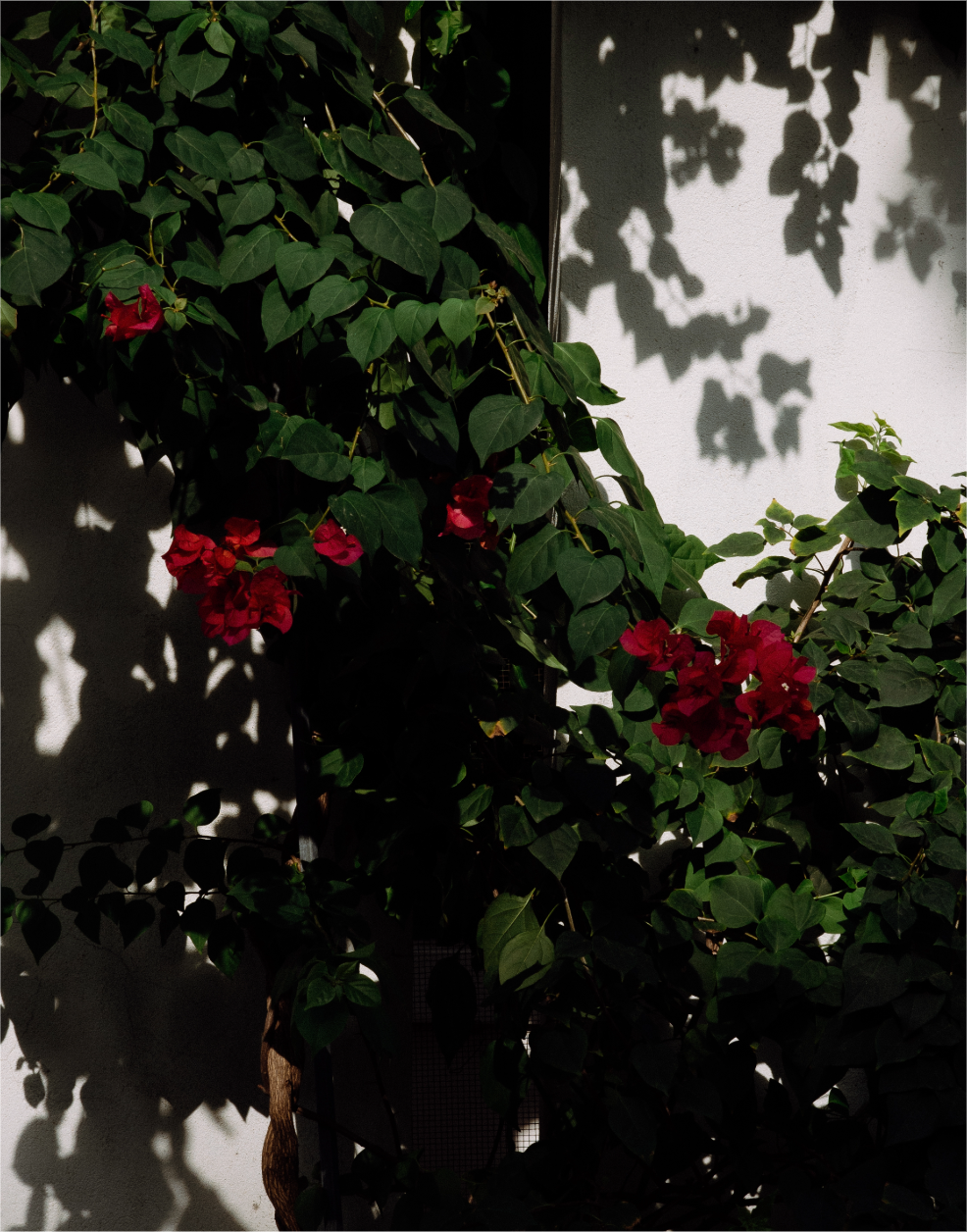 Untitled-5 (1).png