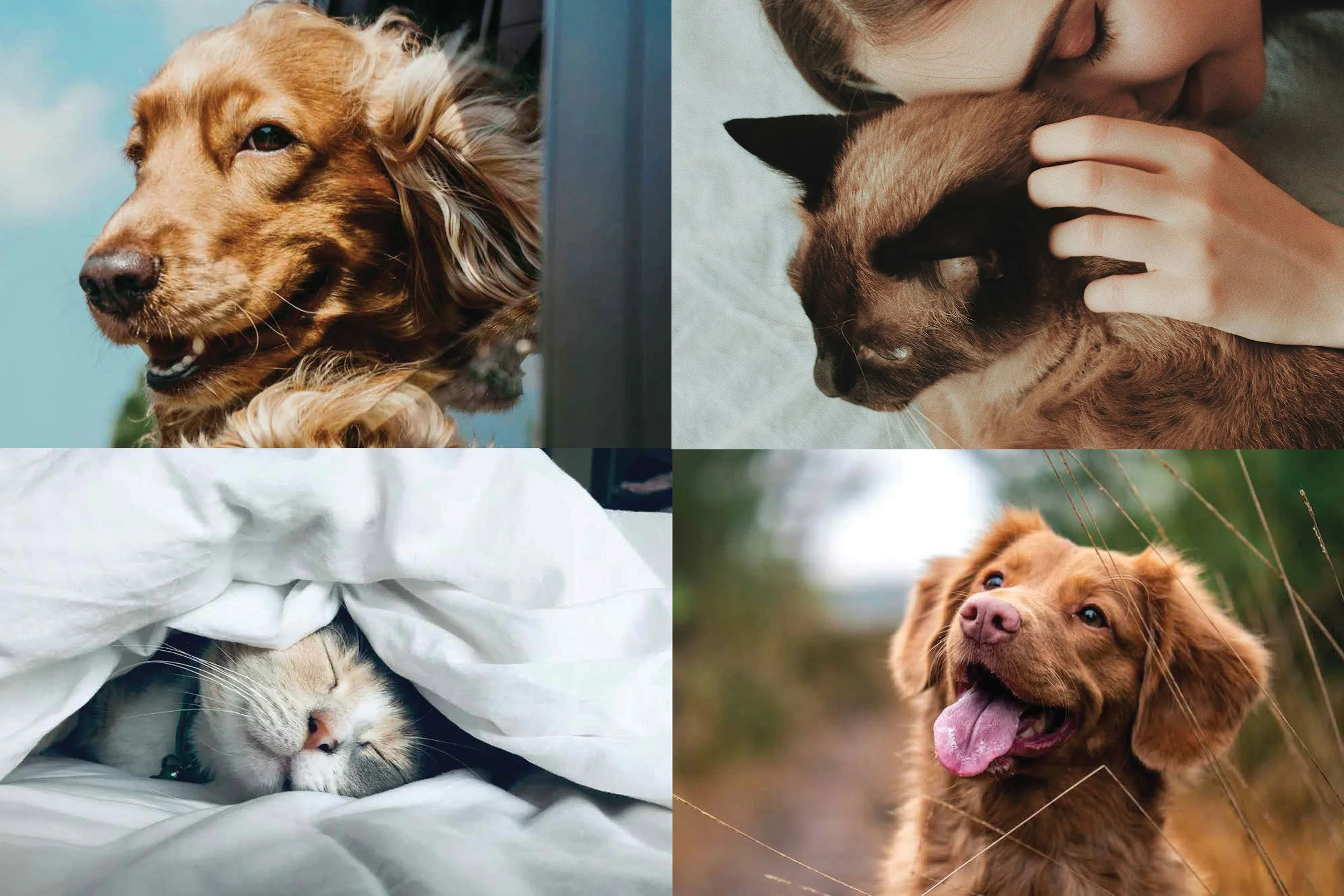 Website-ZoeforPets-animal-collage.jpg