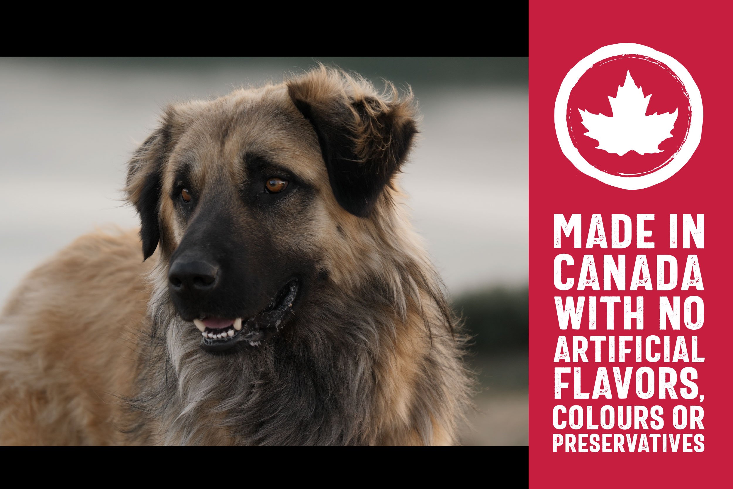 Website-ZoeforPets_2023_02.jpg