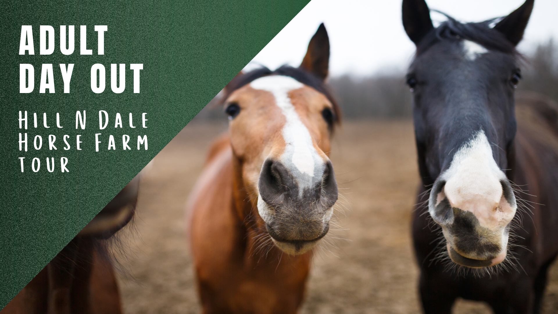 ADO: Hill 'N' Dale Horse Farm Tour