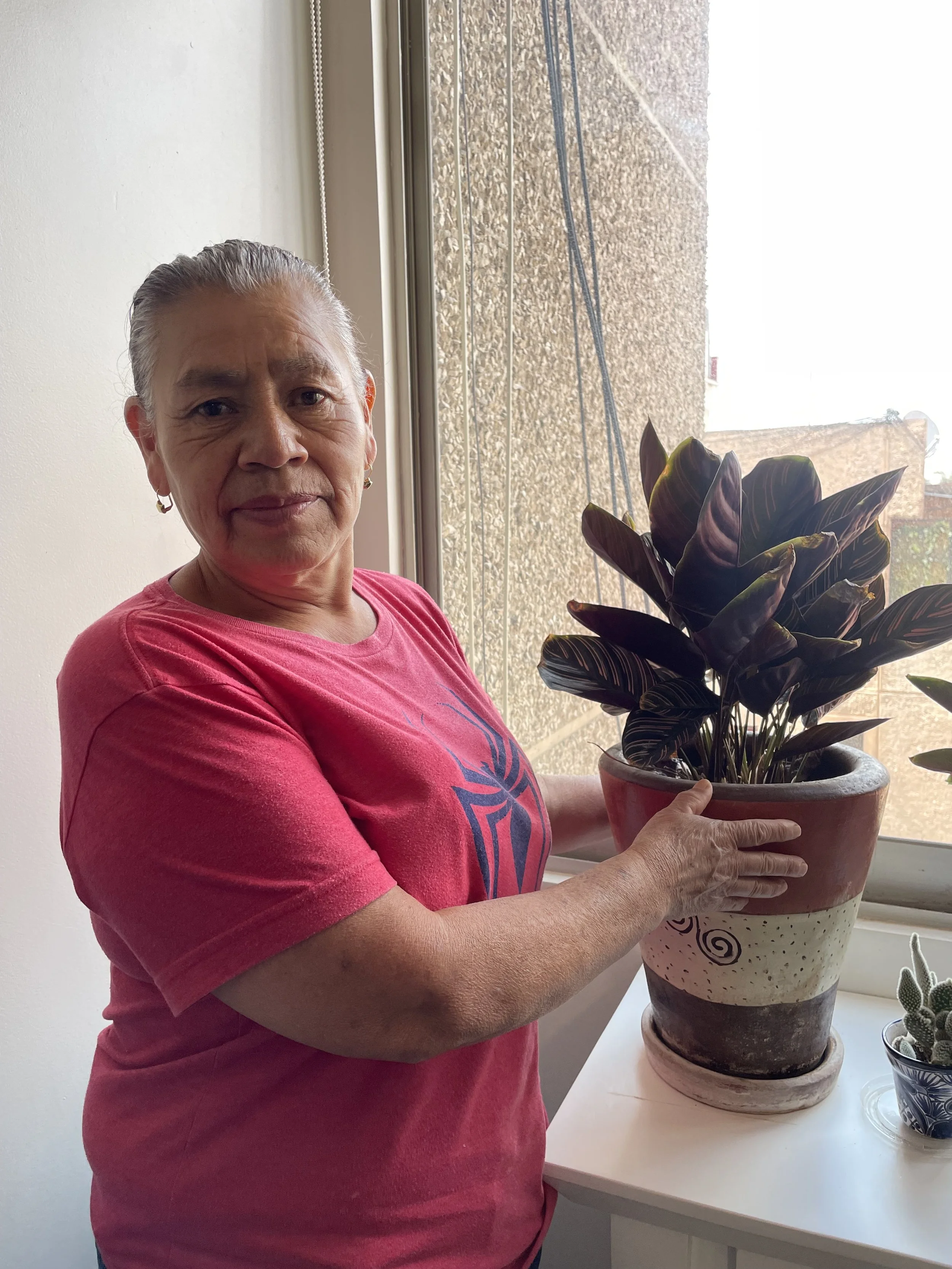 Amparo