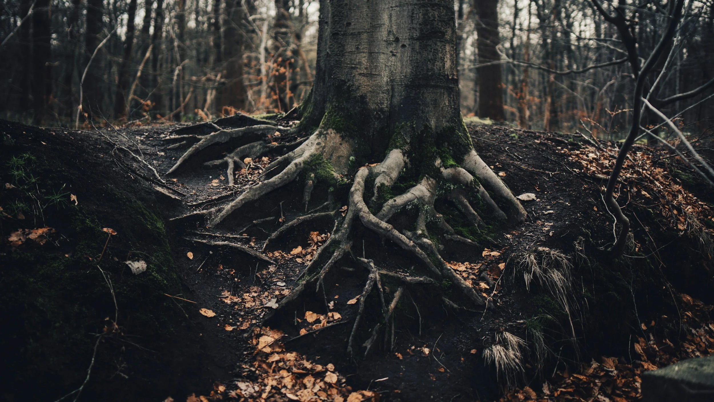 The Deep Things of God: Cultivating a Heart Ready for Growth