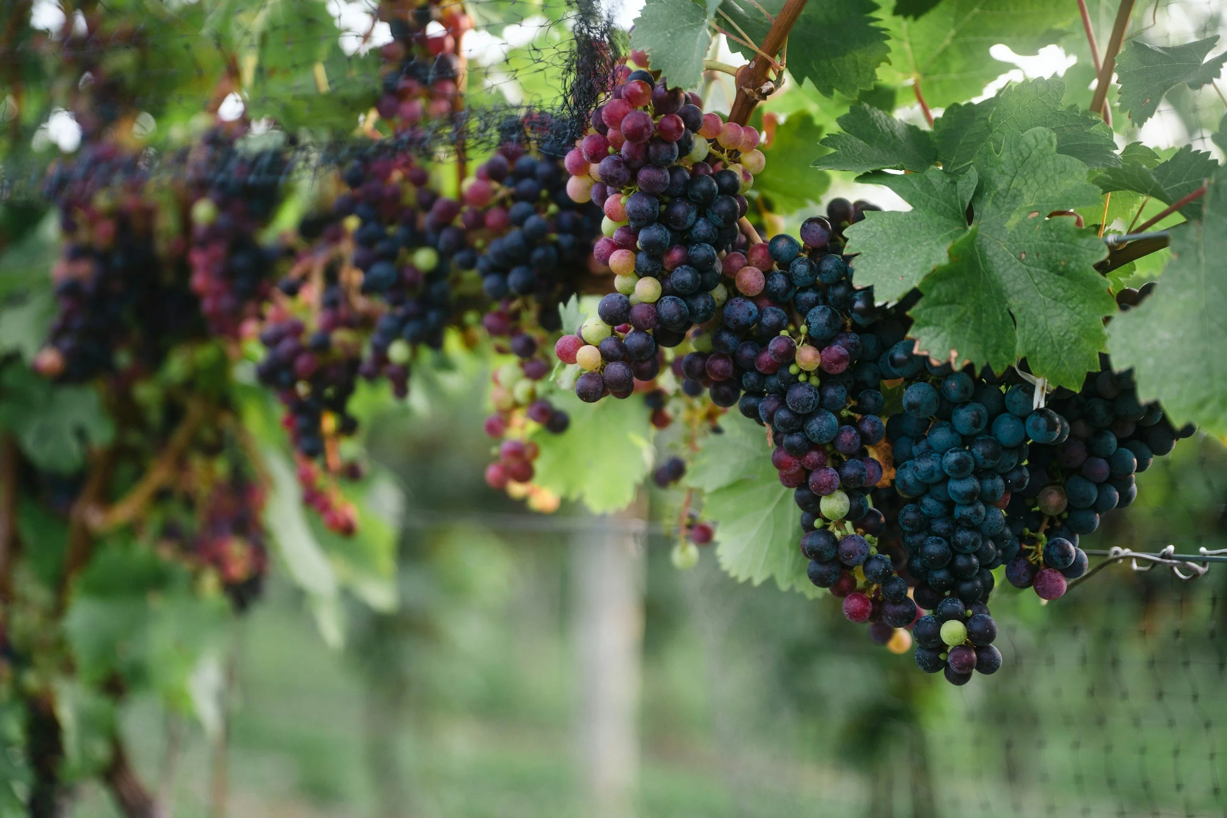 The Vineyard of Love: Cultivating Intimacy in Marriage