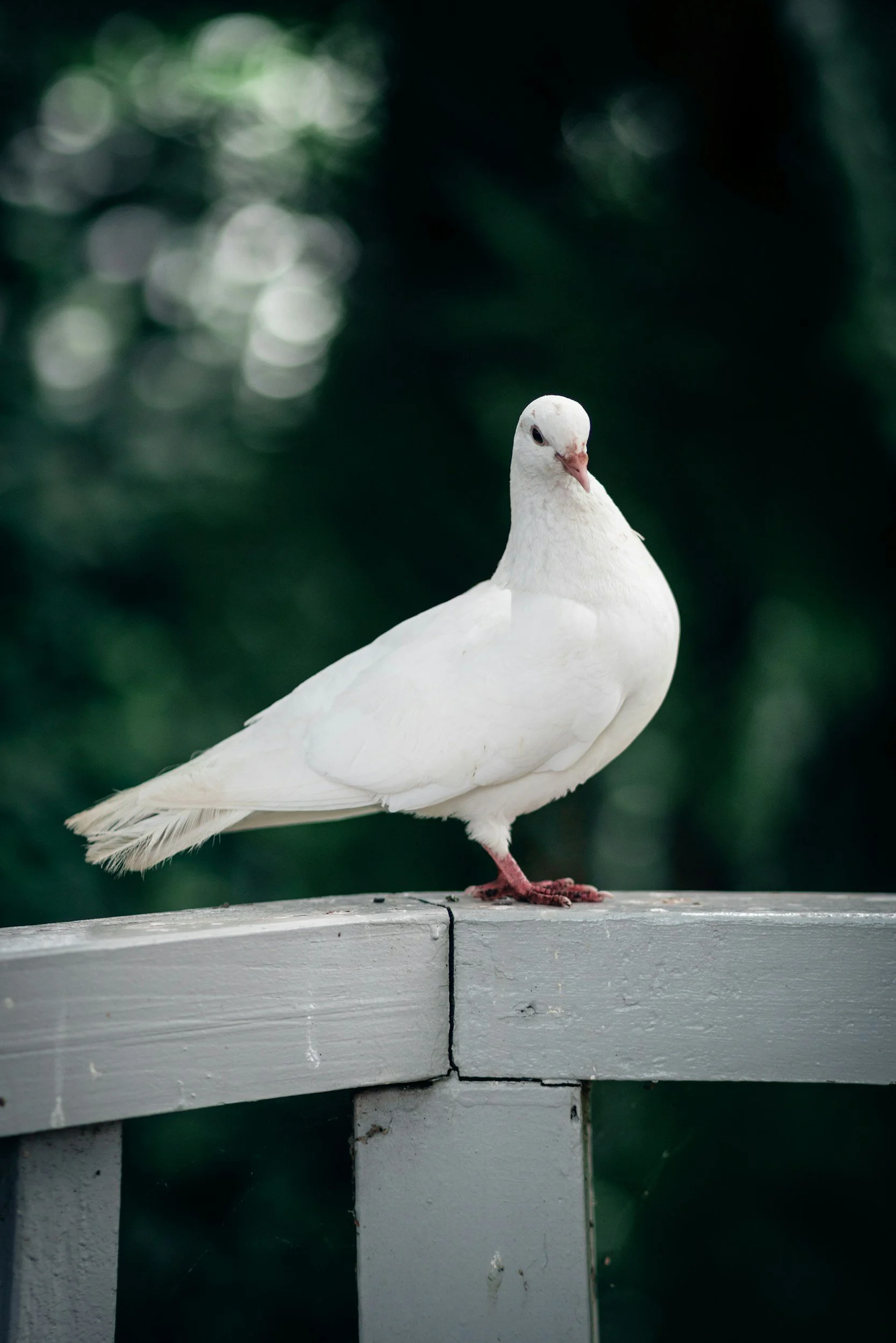 Where the Dove Rests
