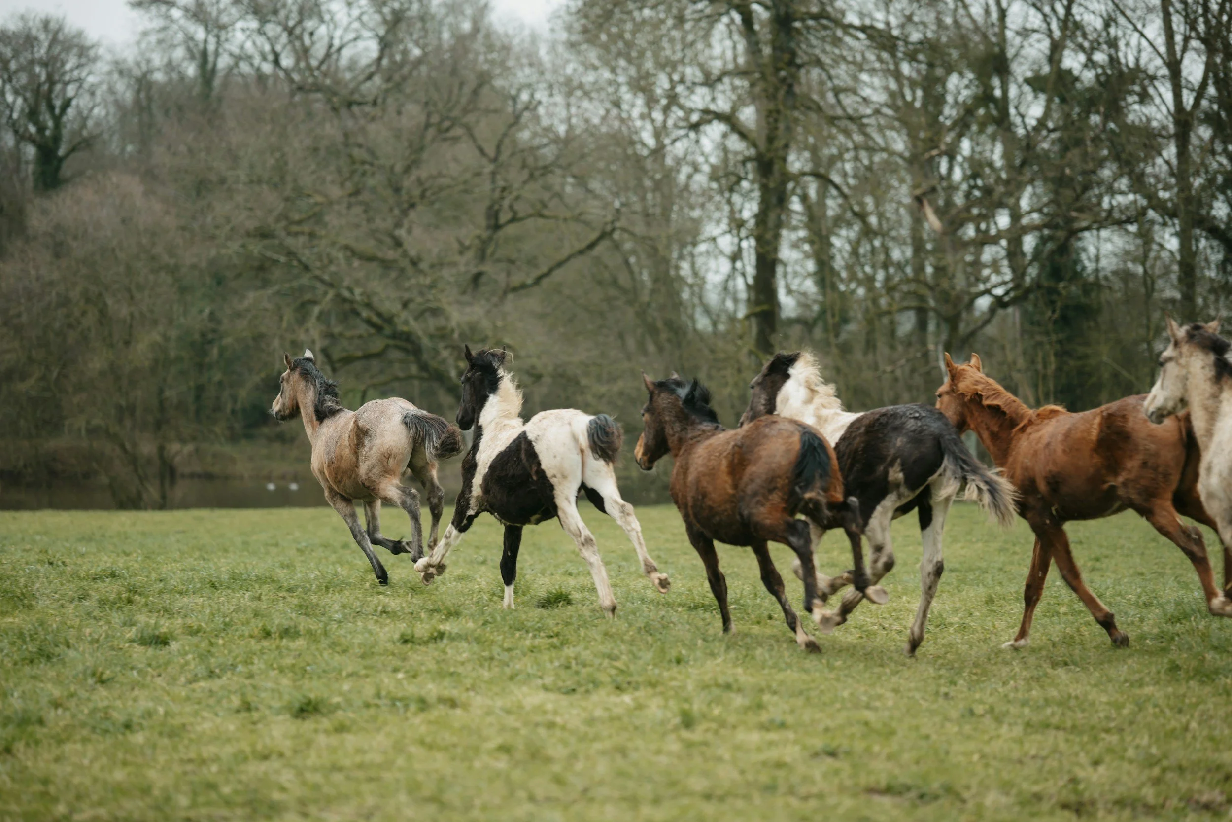 Running With Horses