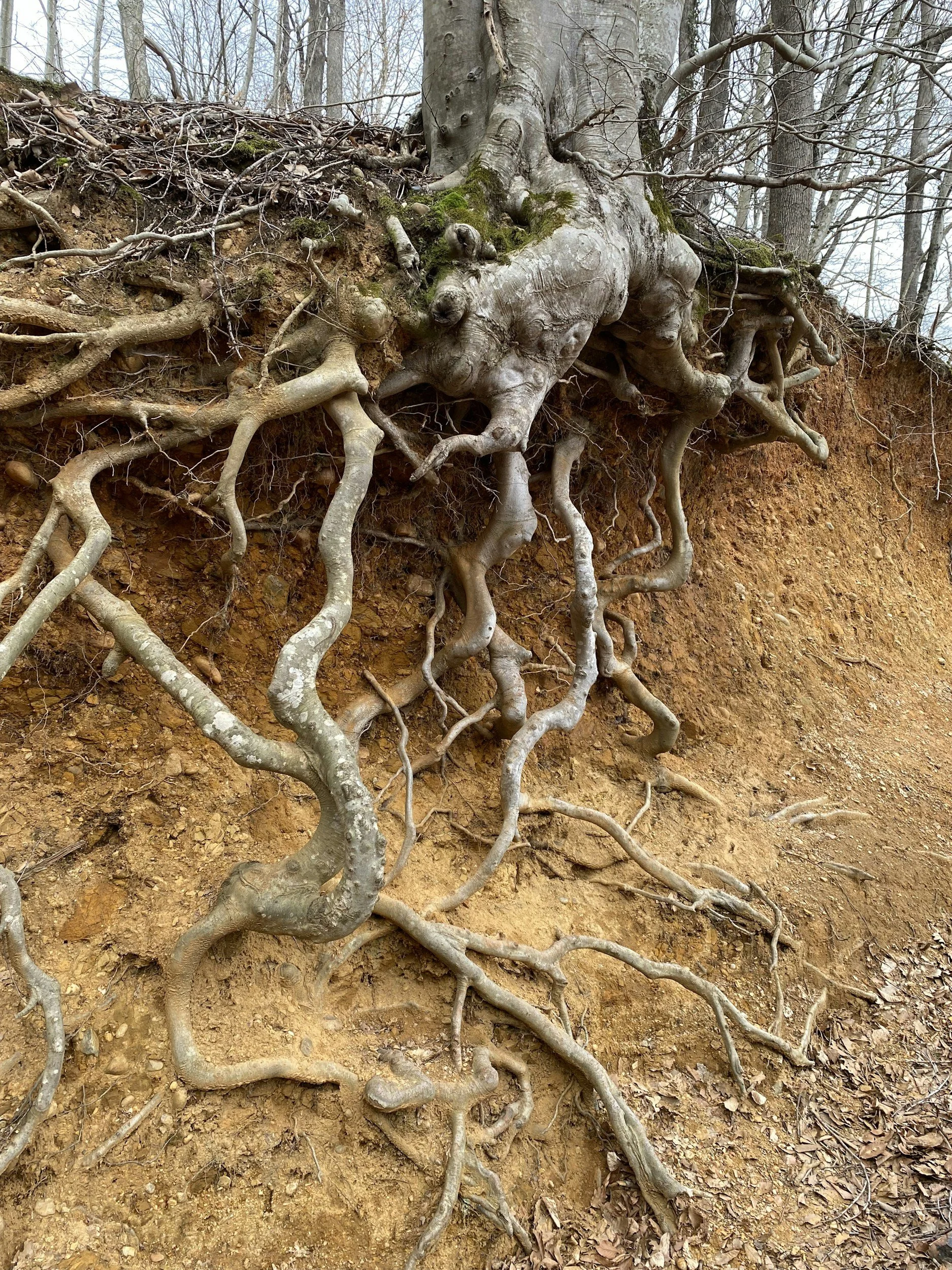 The Ground Where Life Flows