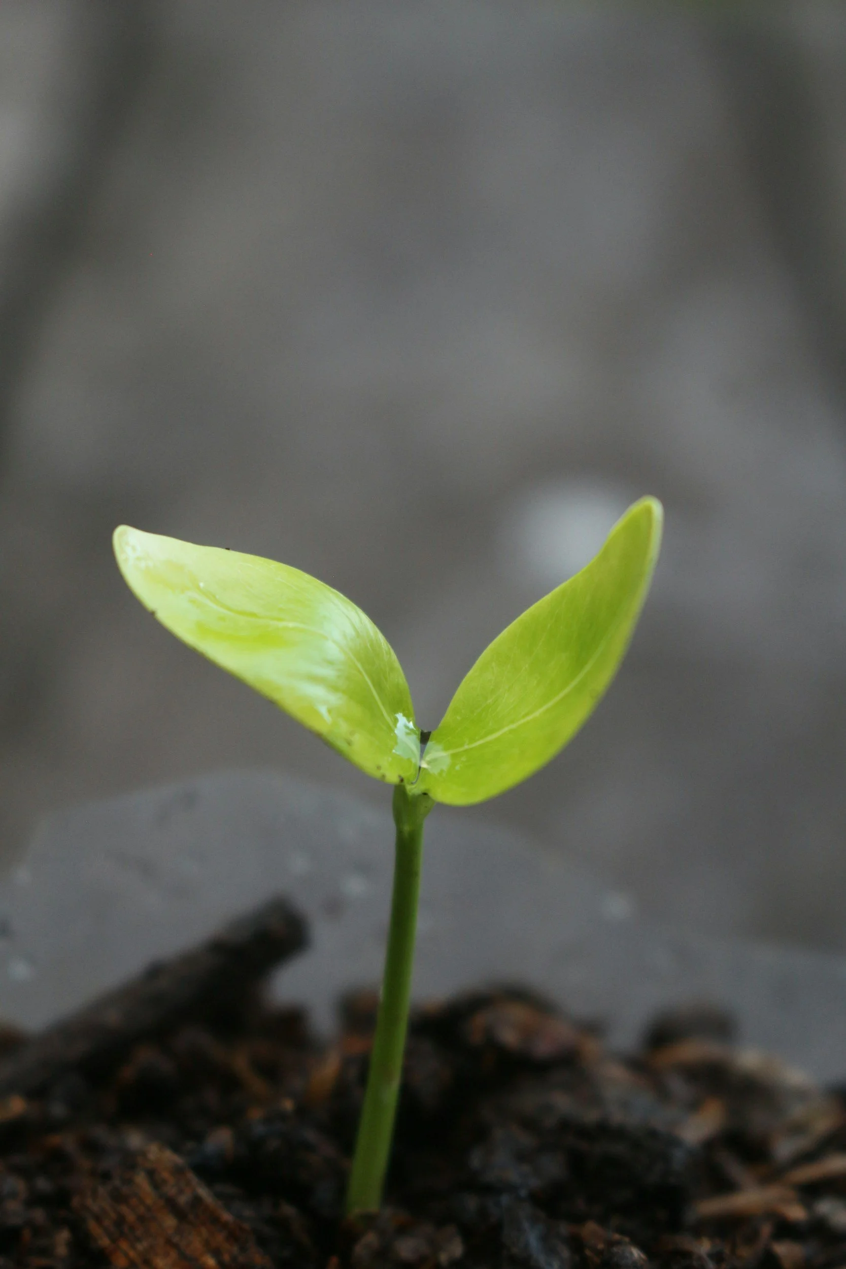 The Way of Self-Emptying and Exaltation