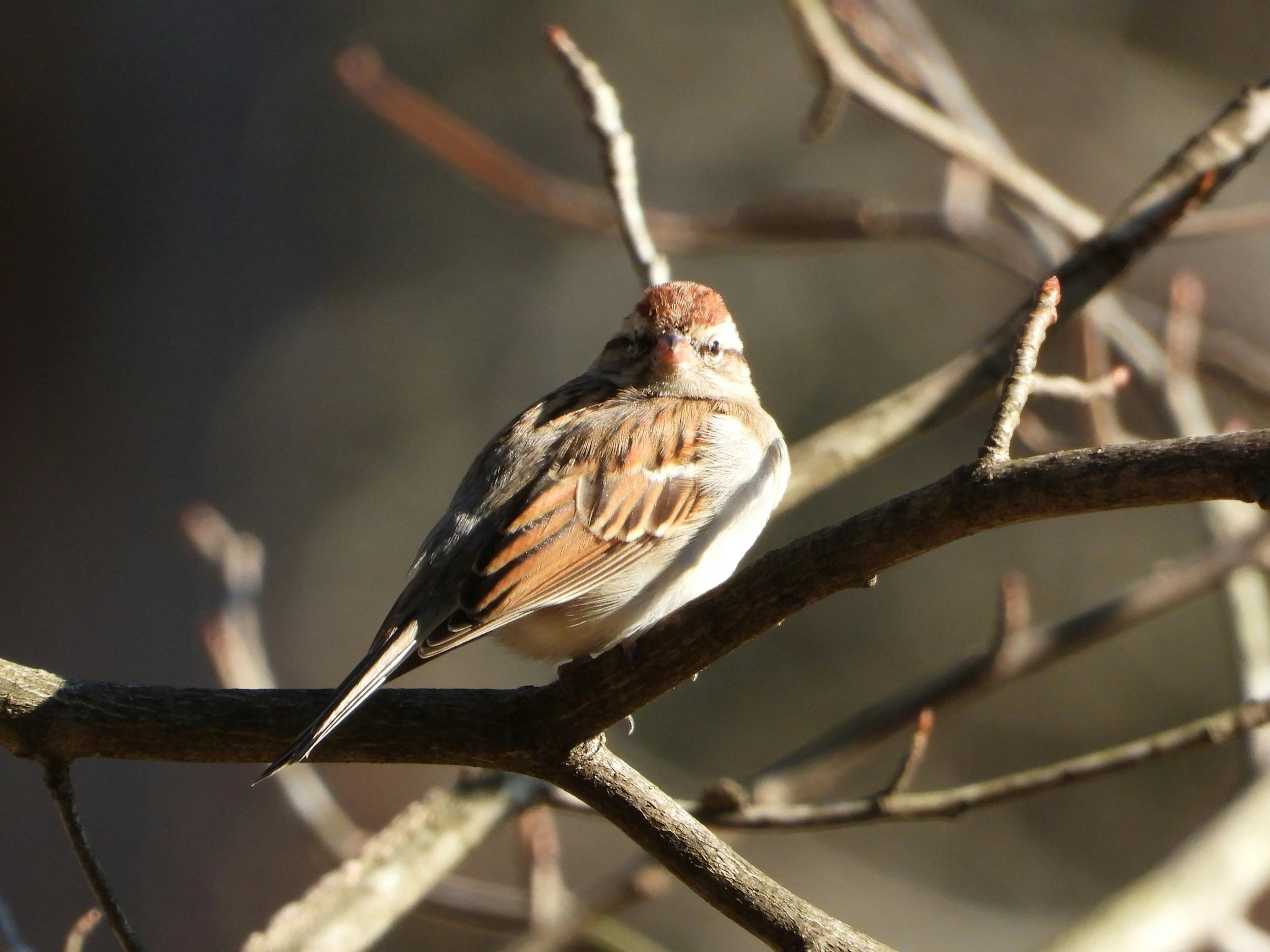 Birds, Work, and a Quiet Heart
