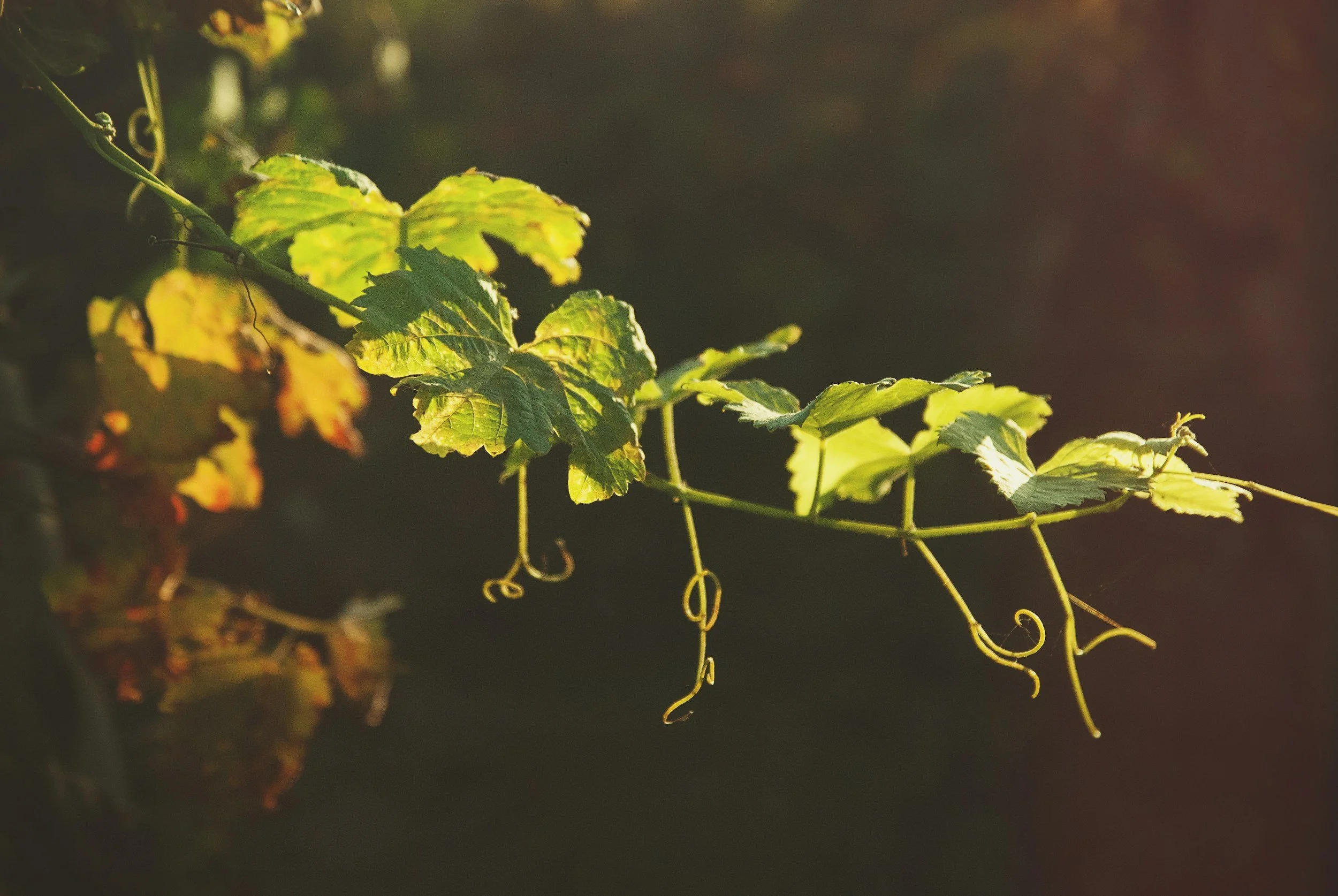 The Flesh Learns to Cope, but Christ Teaches You to Abide