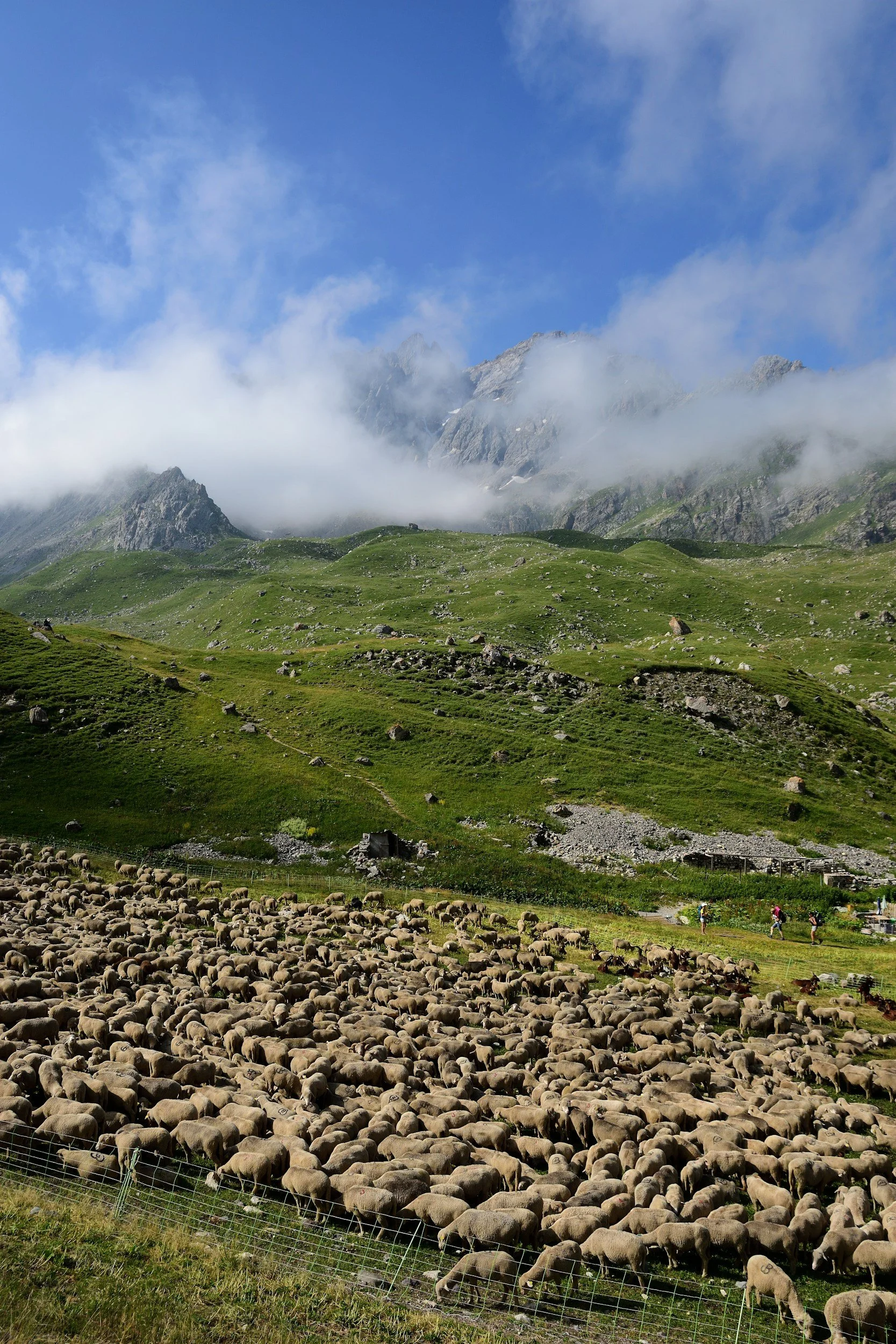 Ezekiel 34: The Shepherd Who Comes for His Scattered Flock