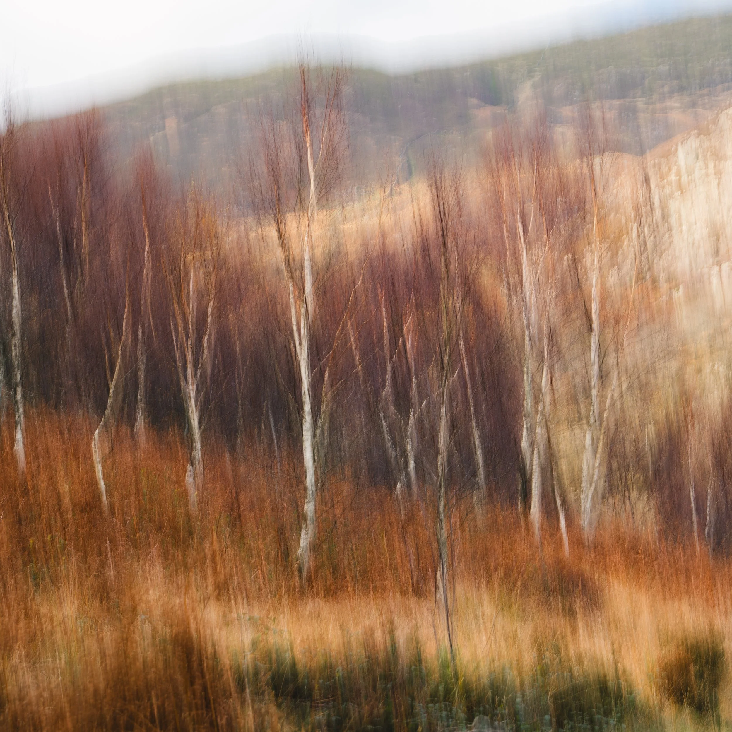 whispy birch.jpg