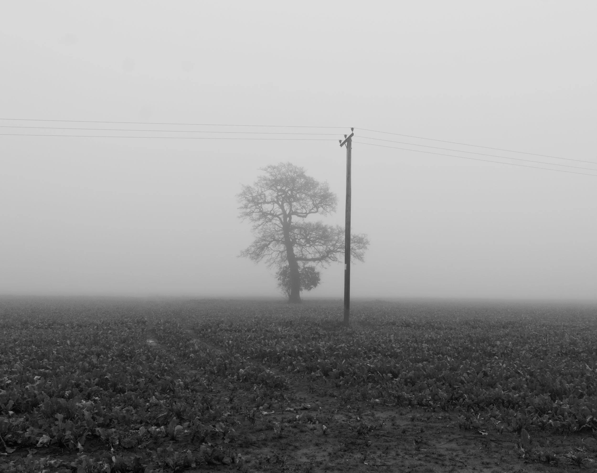 The Fields Between Us