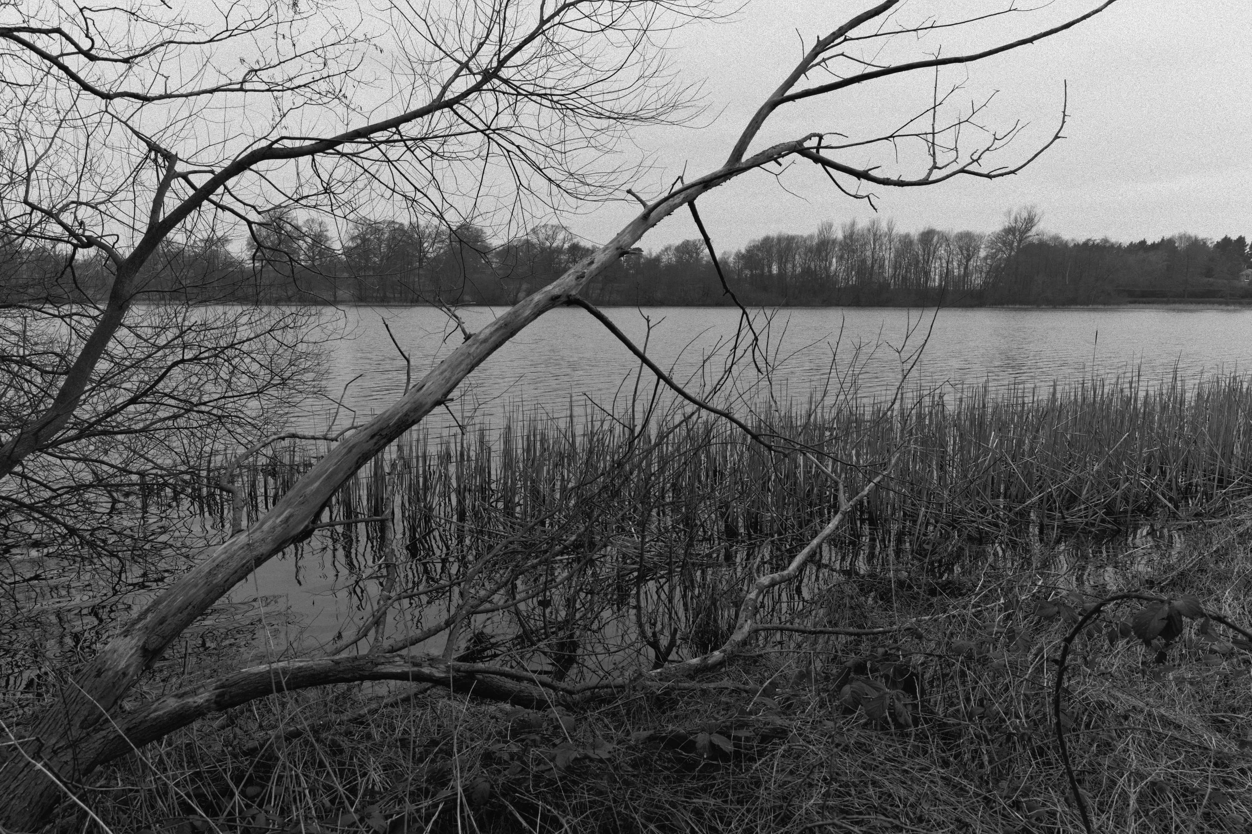 branches by the lake.jpg
