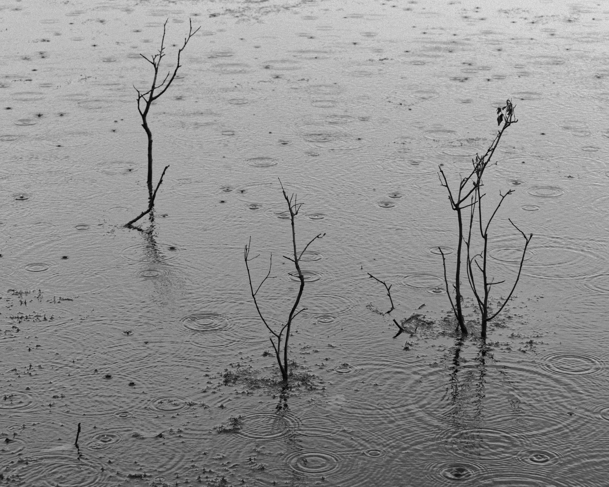 3 twigs pond.jpg