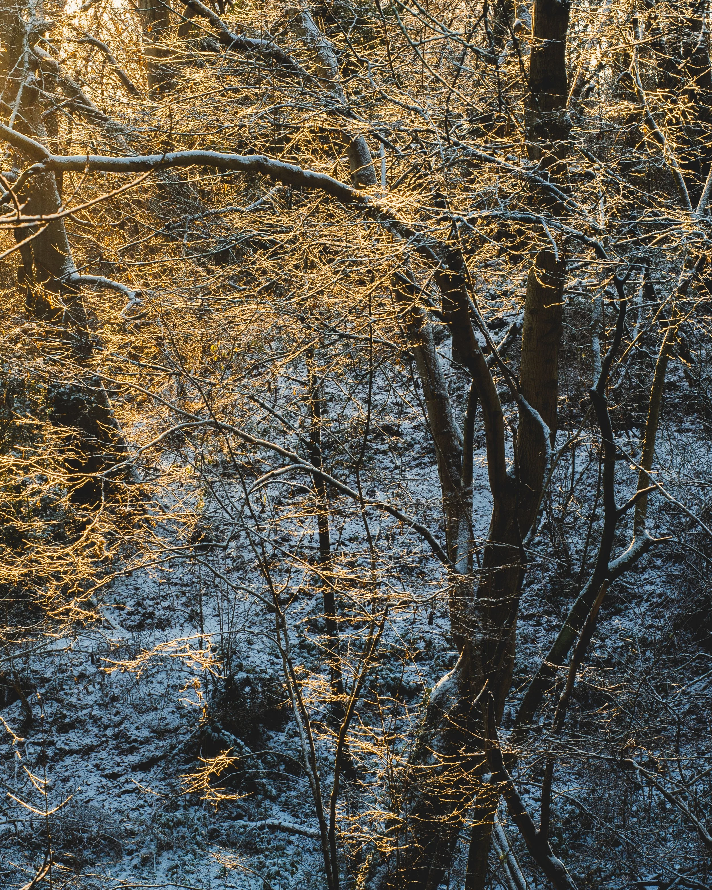 Light on Winter Trees.jpg
