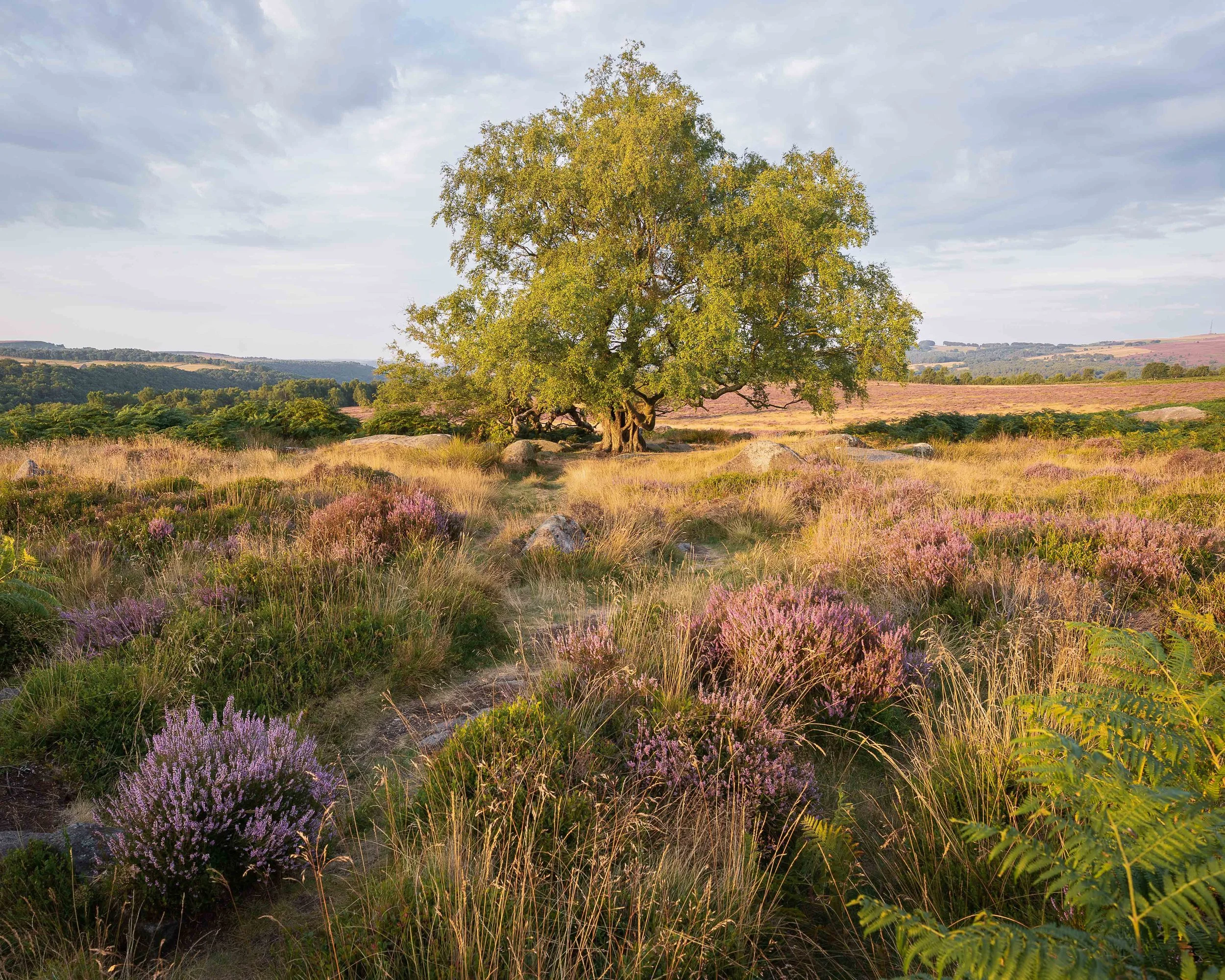 landscape gallery.jpg