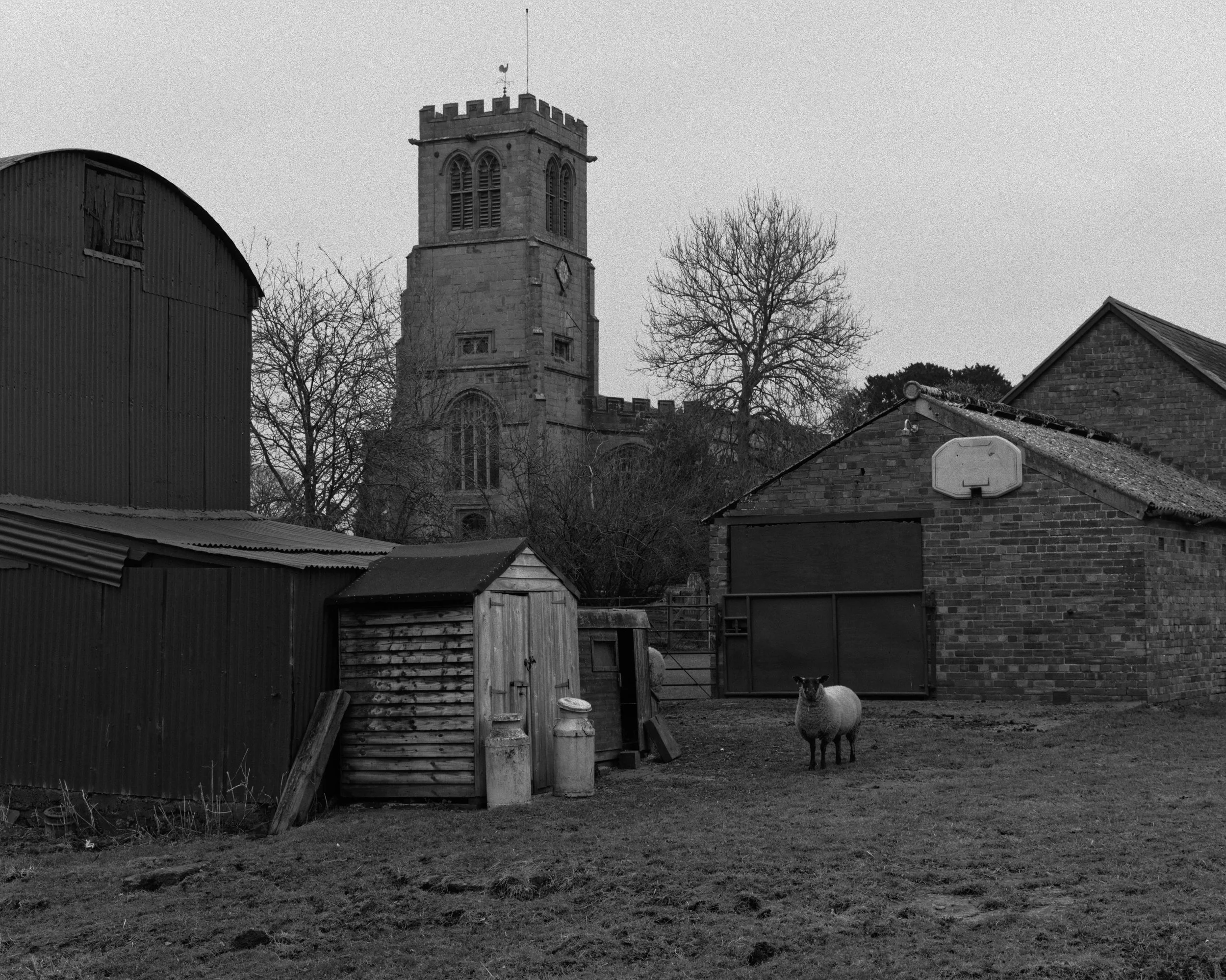 sheep garden.jpg