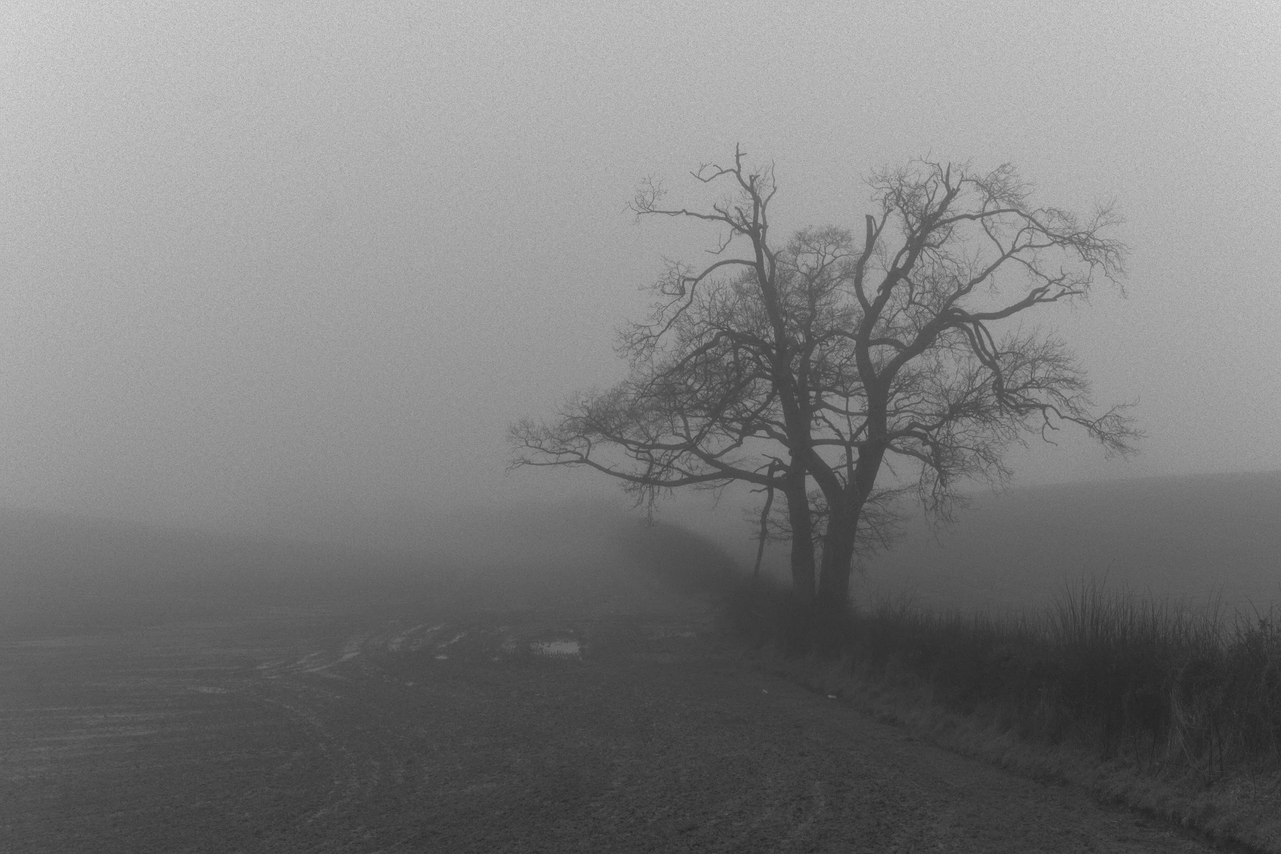 foggy field.jpg