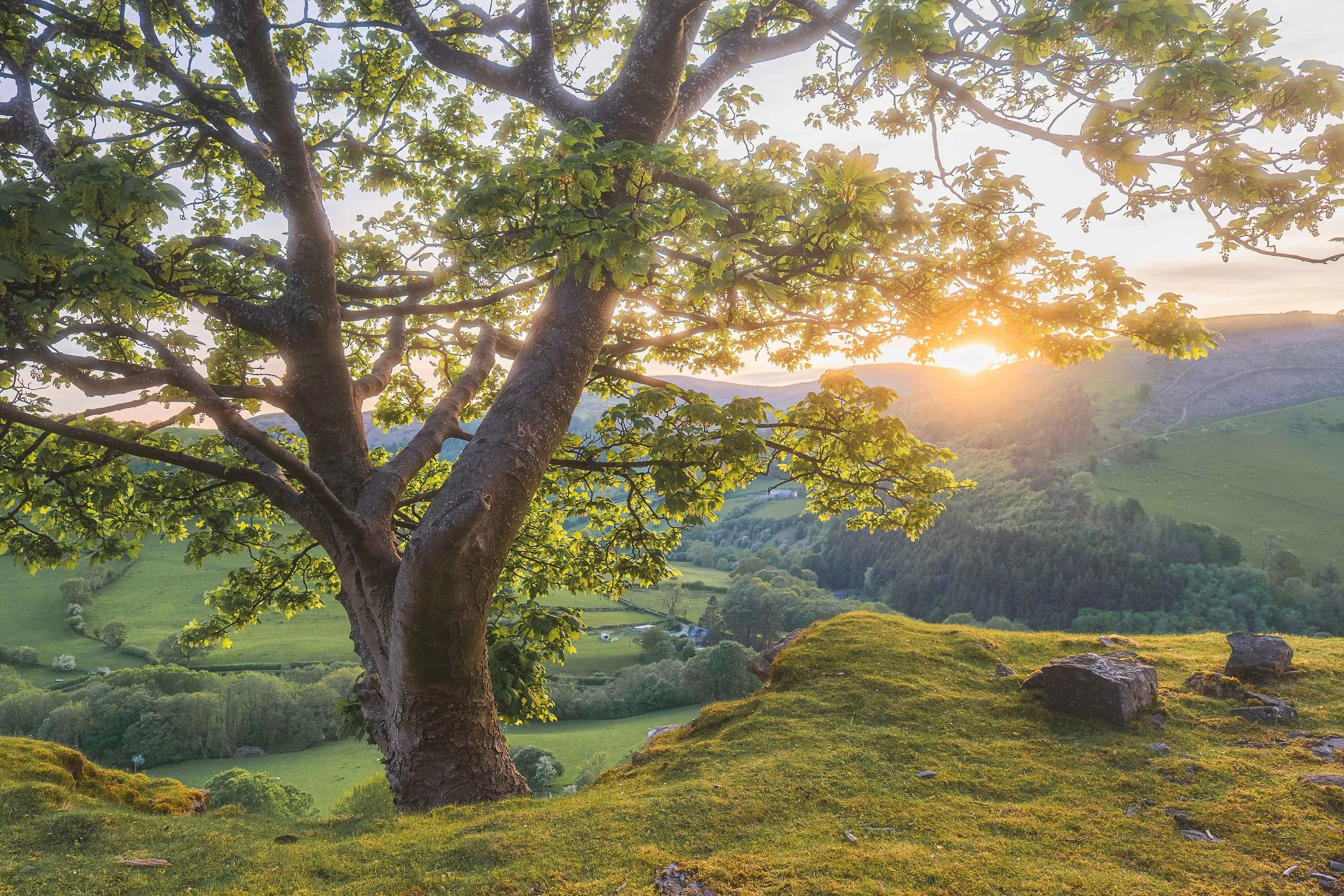 backlit tree.jpg